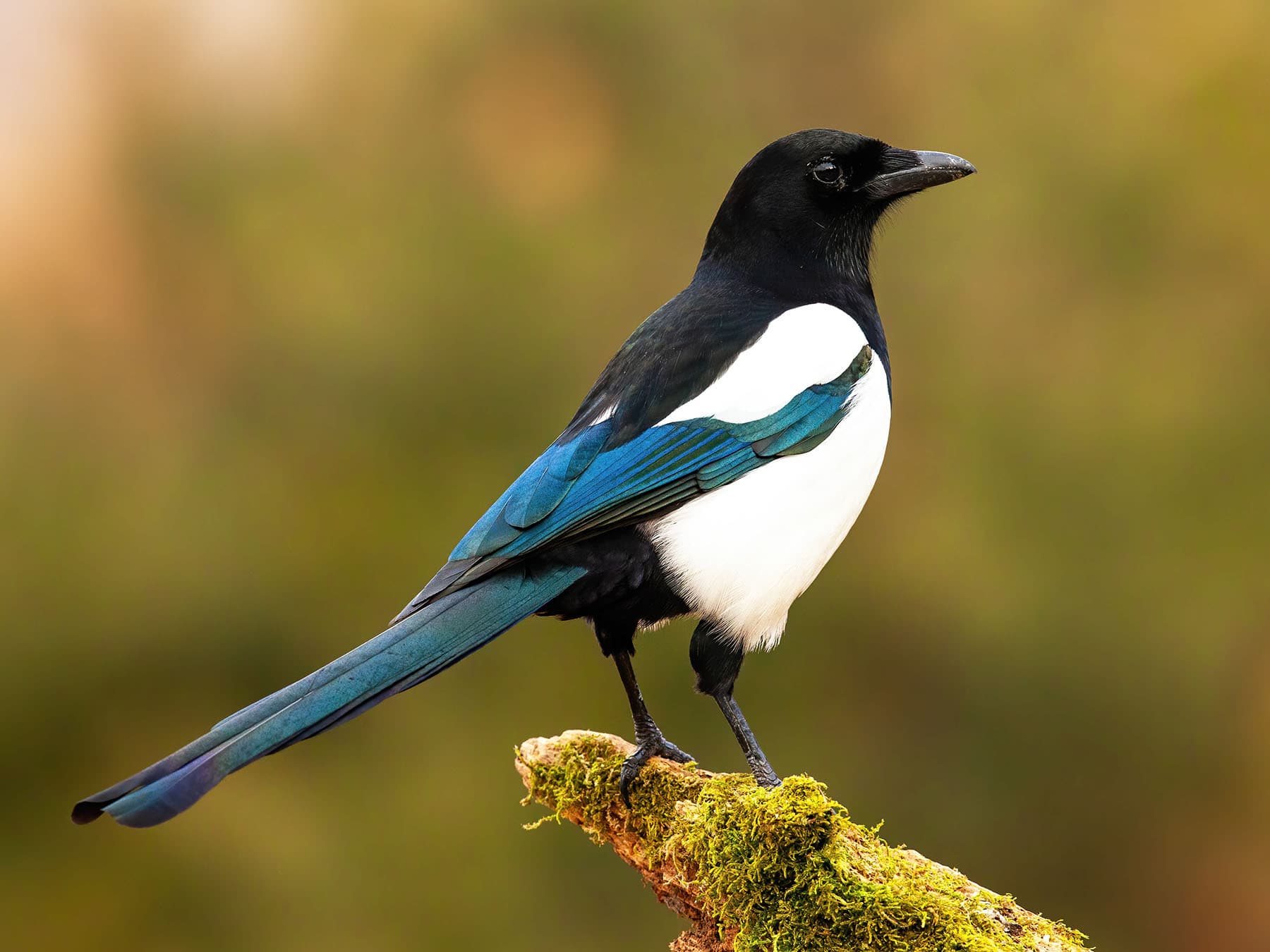 Magpie