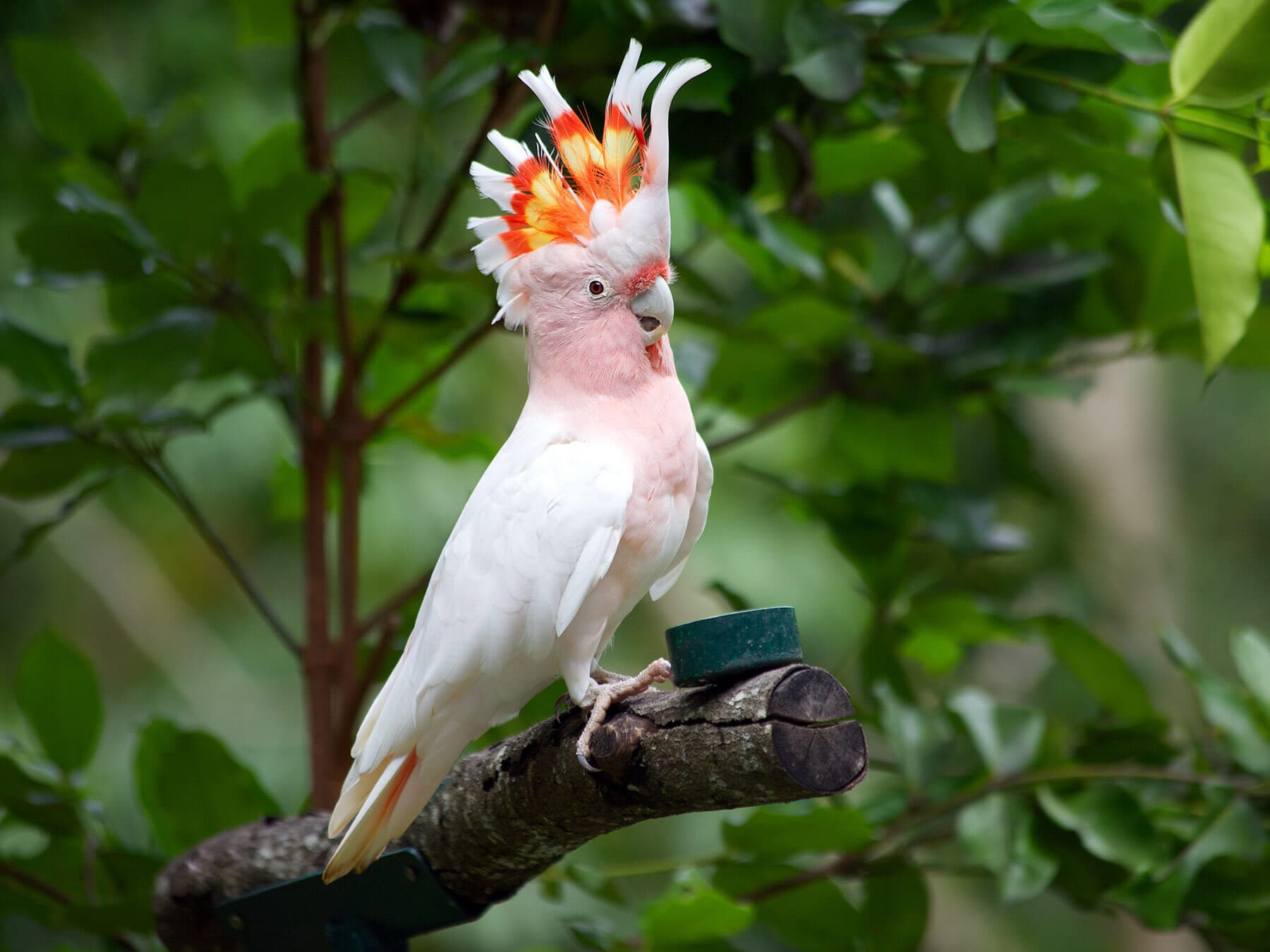 Major mitchells cockatoo