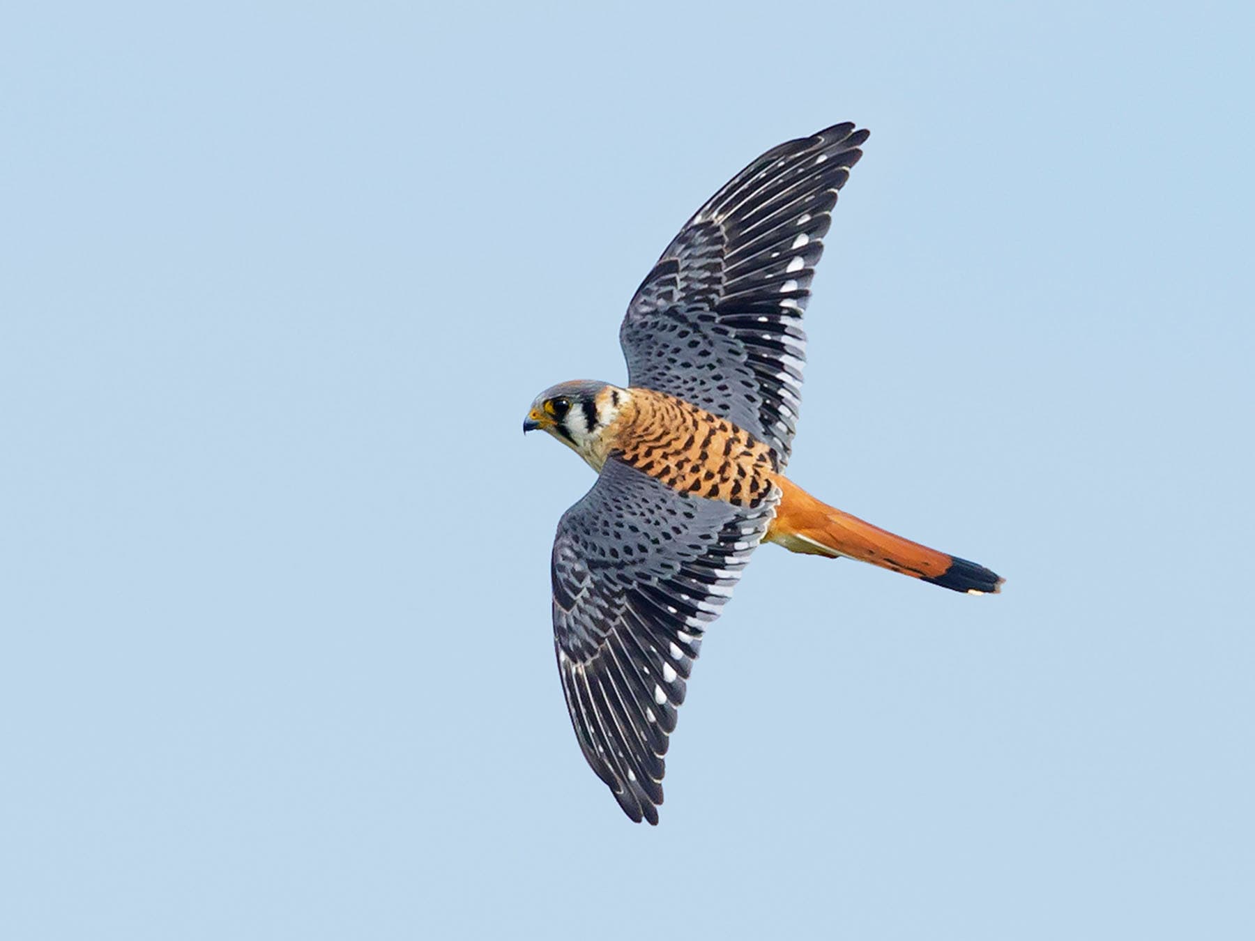 Male american kestrel flight