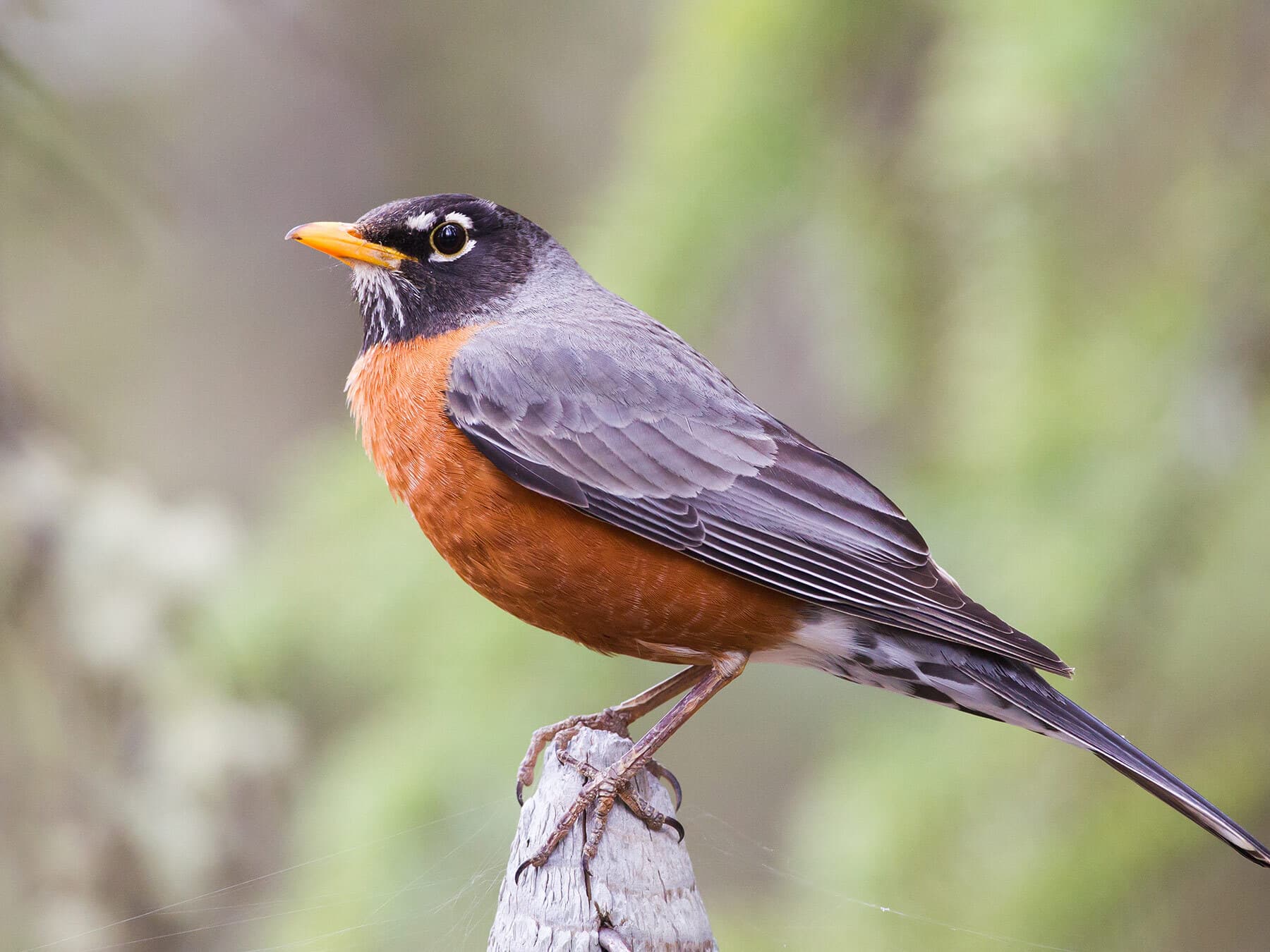 An adult male American Robin: blackish head with white eye crescents, a yellow bill and a brick-red breast