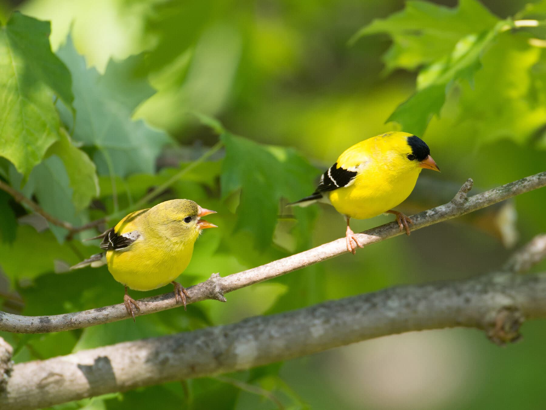 Male and female american goldfinches