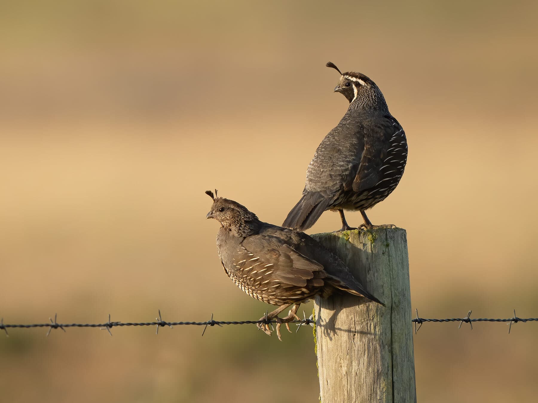 Male and female california quail