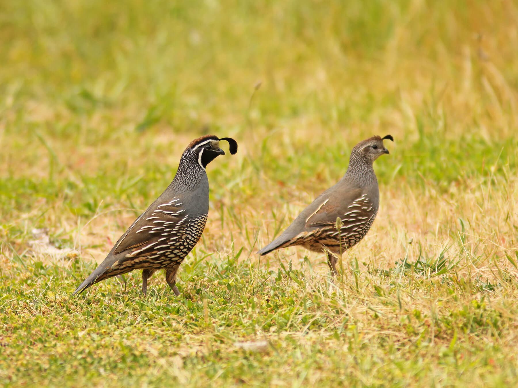 Male and female california quail