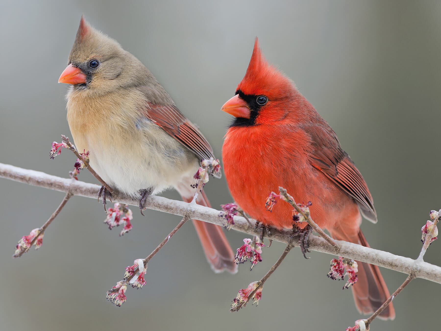 Male and female cardinals