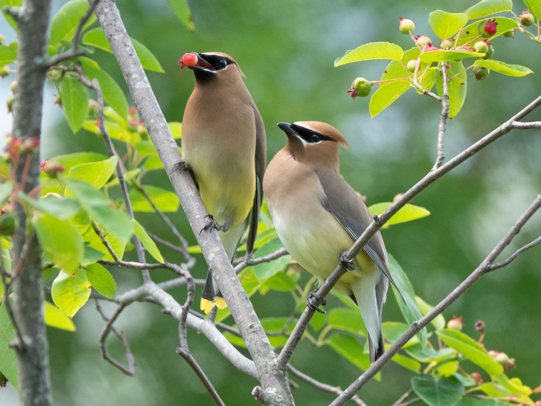 Male and female cedar waxwings
