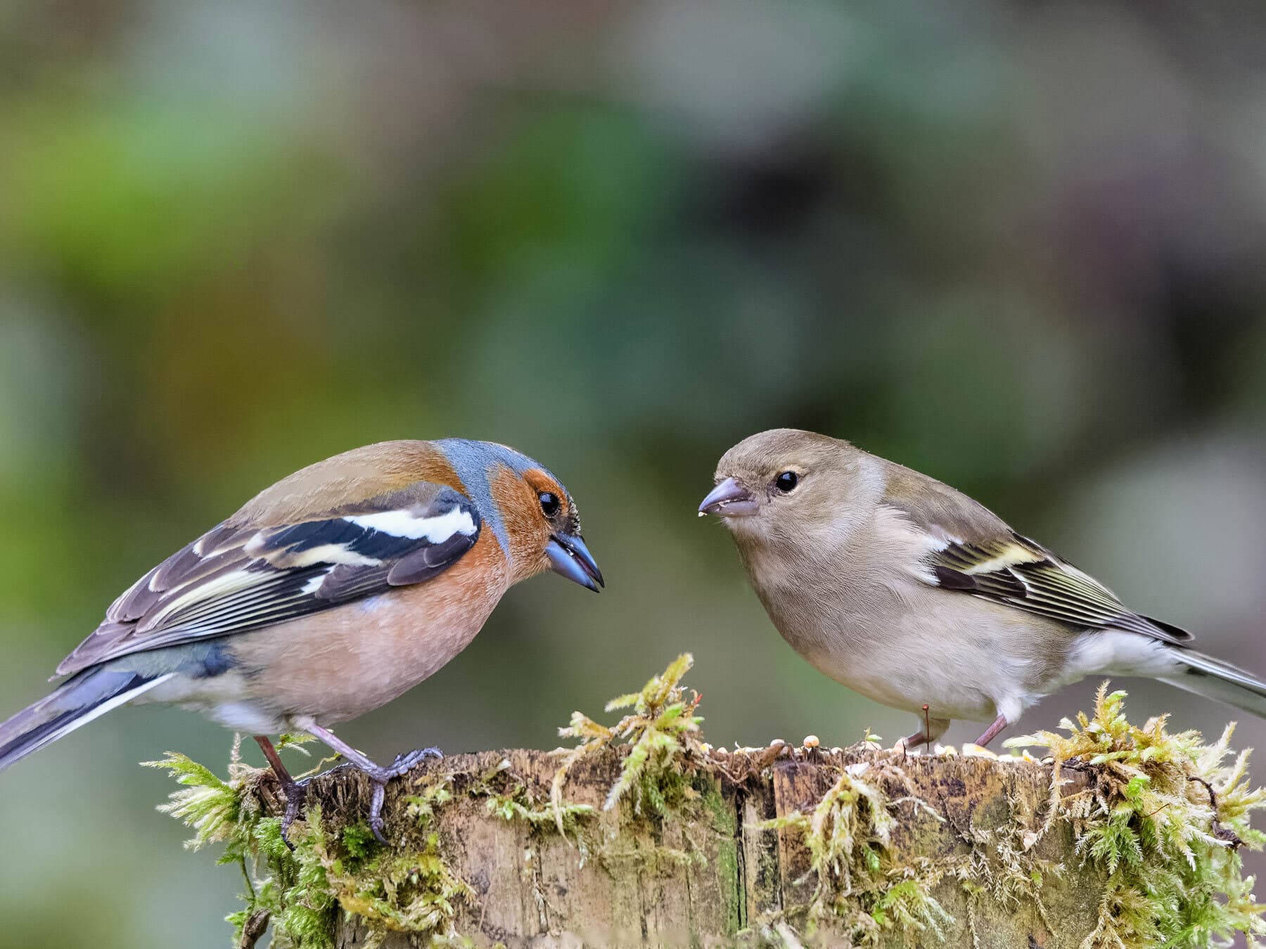Male and female chaffinch