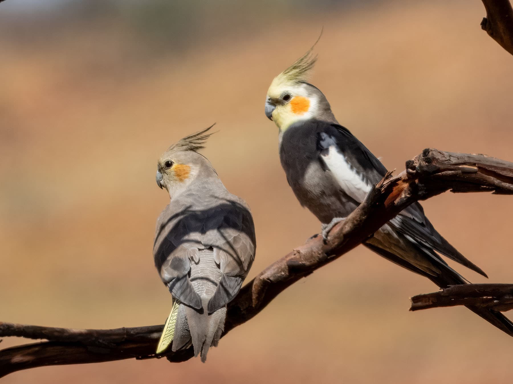 Male (right) and female (left) Cockatiels, perched on a branch