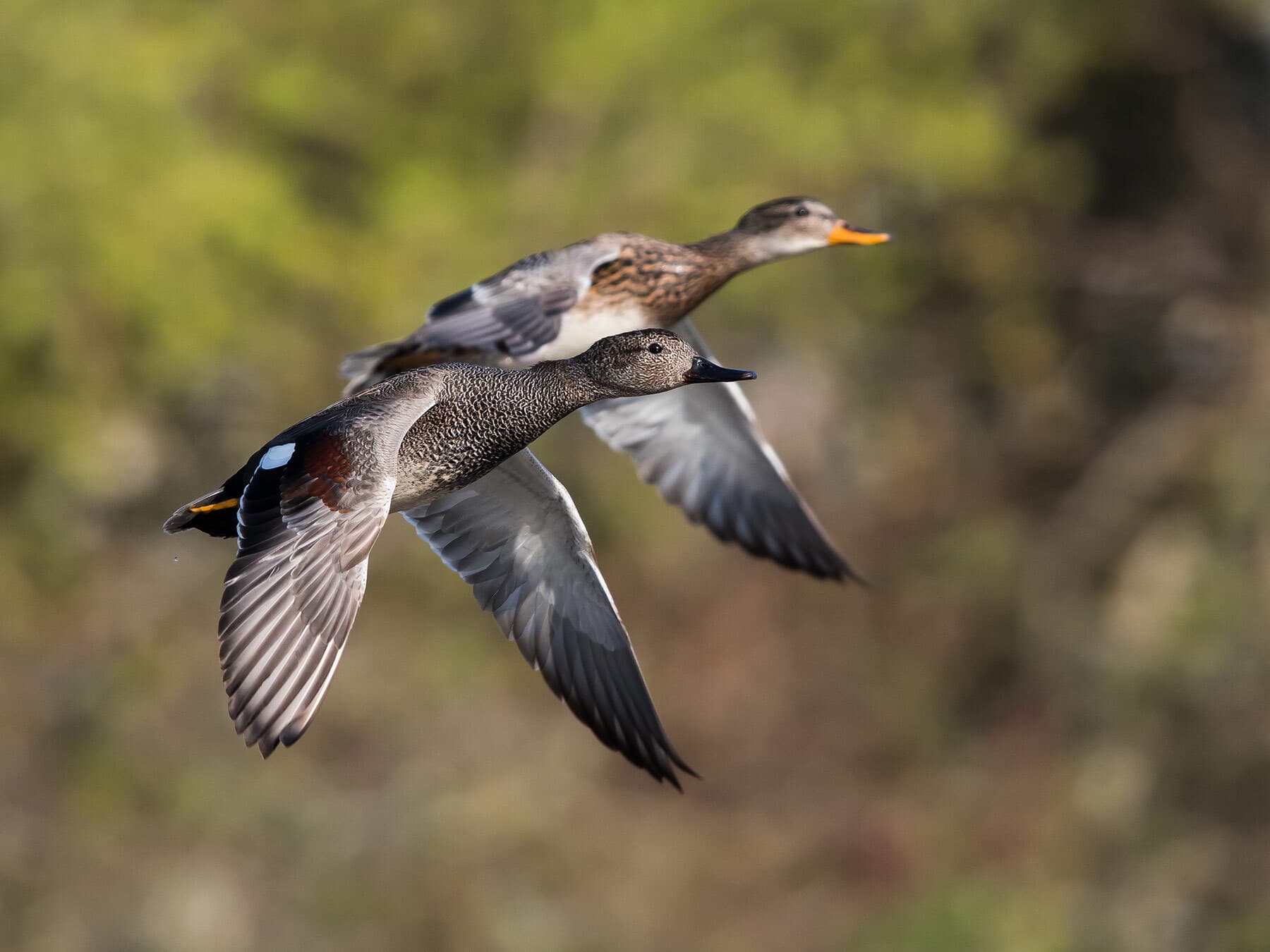Male (foreground) and female Gadwall pair in flight