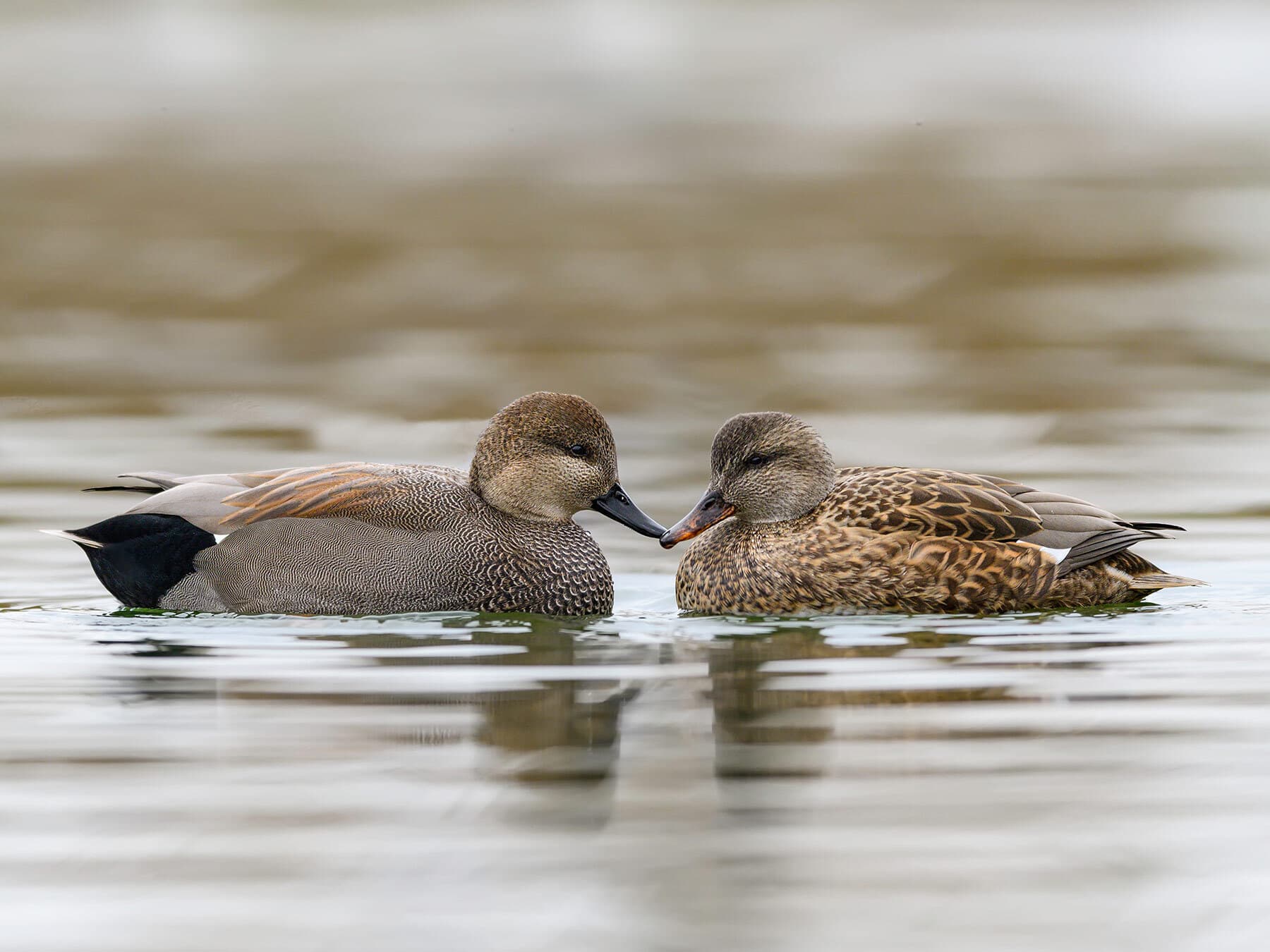 Male and female gadwalls