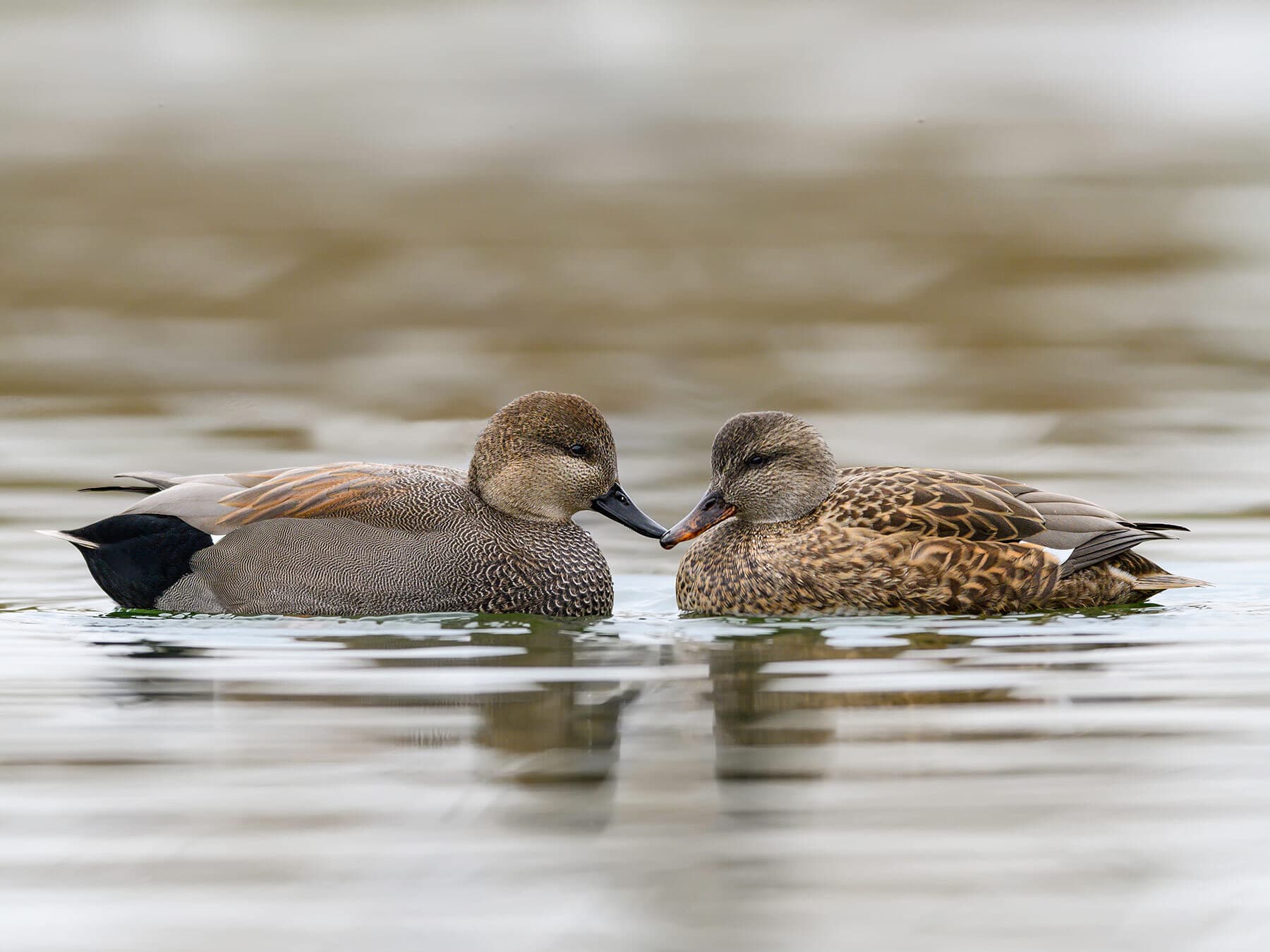 Male (left) and female (right) Gadwalls swimming