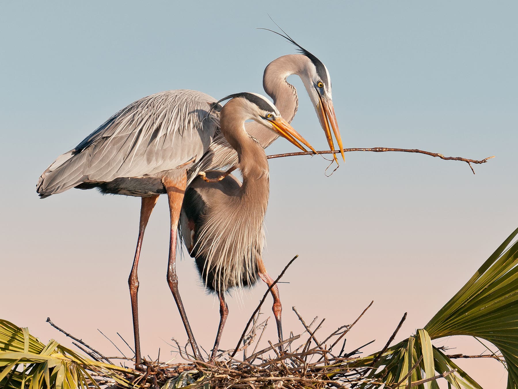 Male and female great bue herons