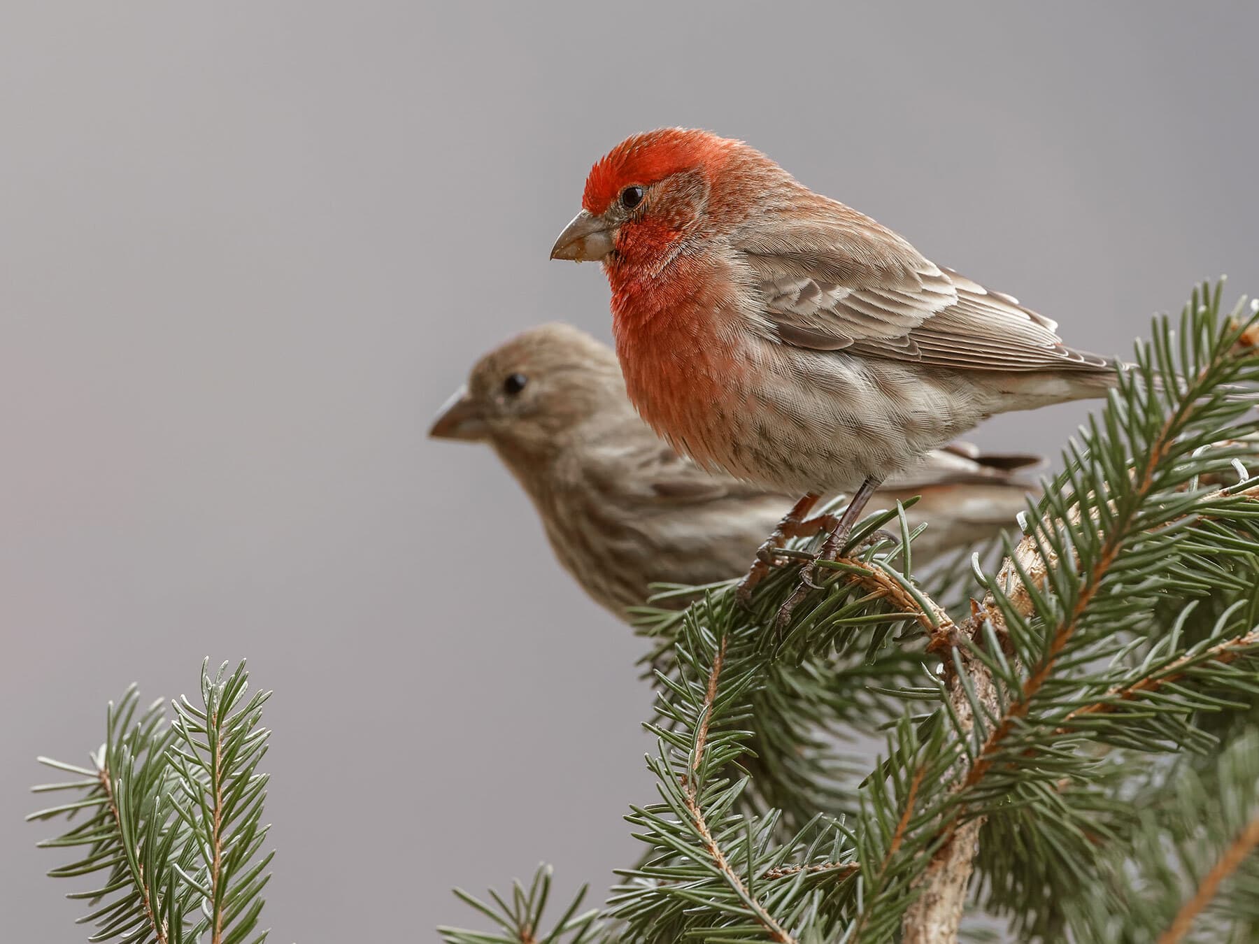 Male and female house finches