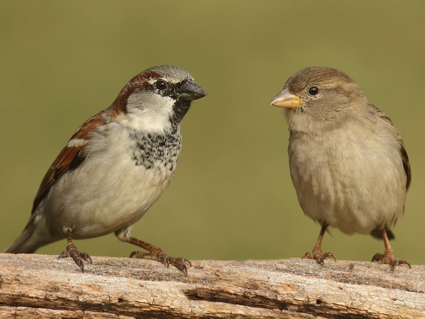 Male and female house sparrow