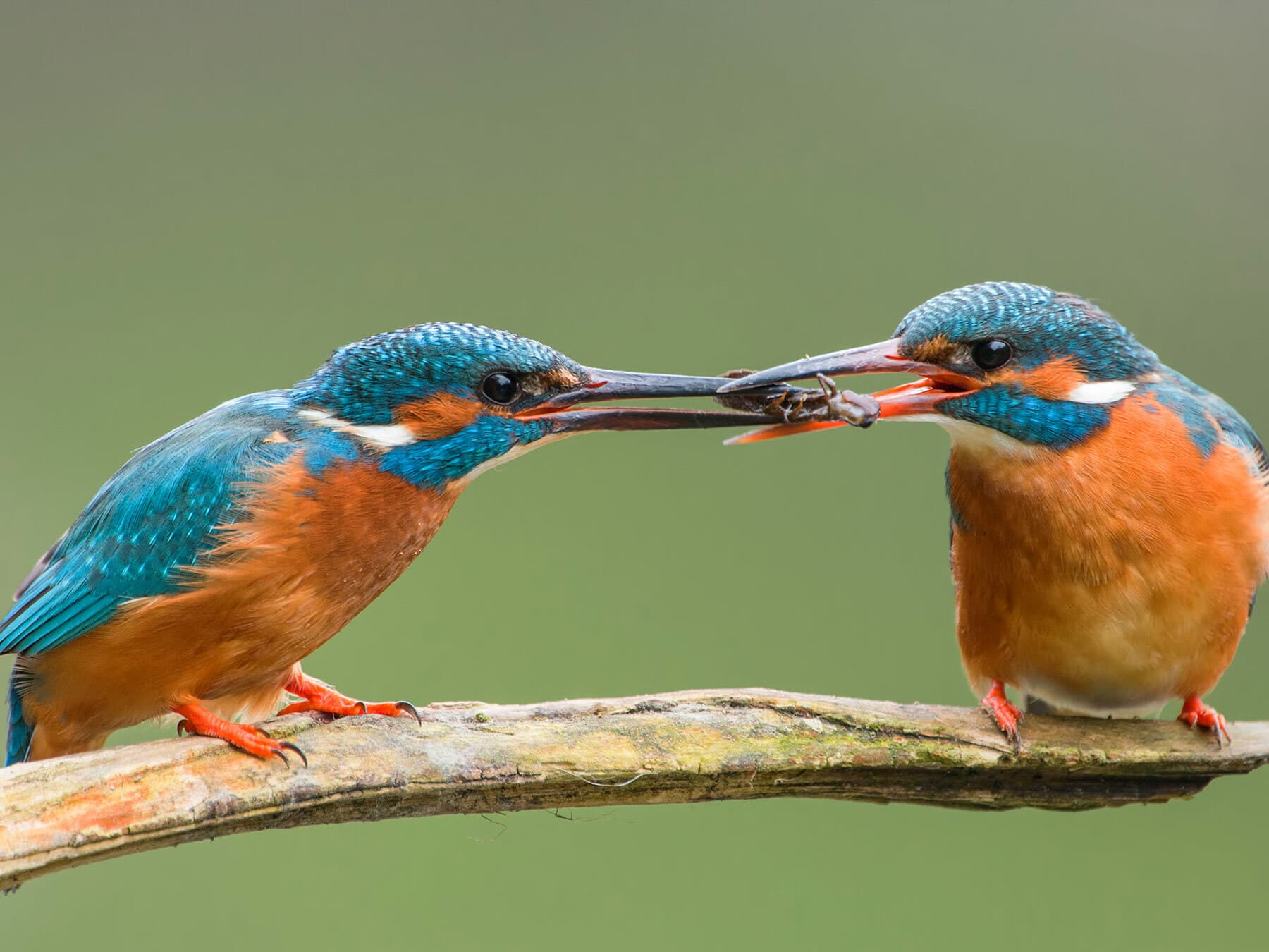 Male and Female Kingfisher passing fish