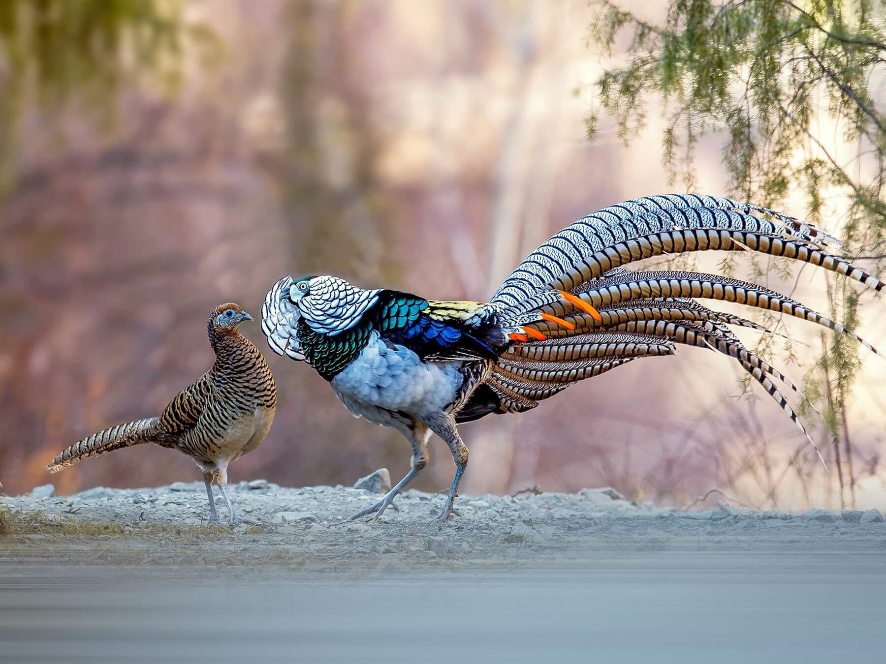 Female (left) and male (right) Lady Amherst's Pheasants