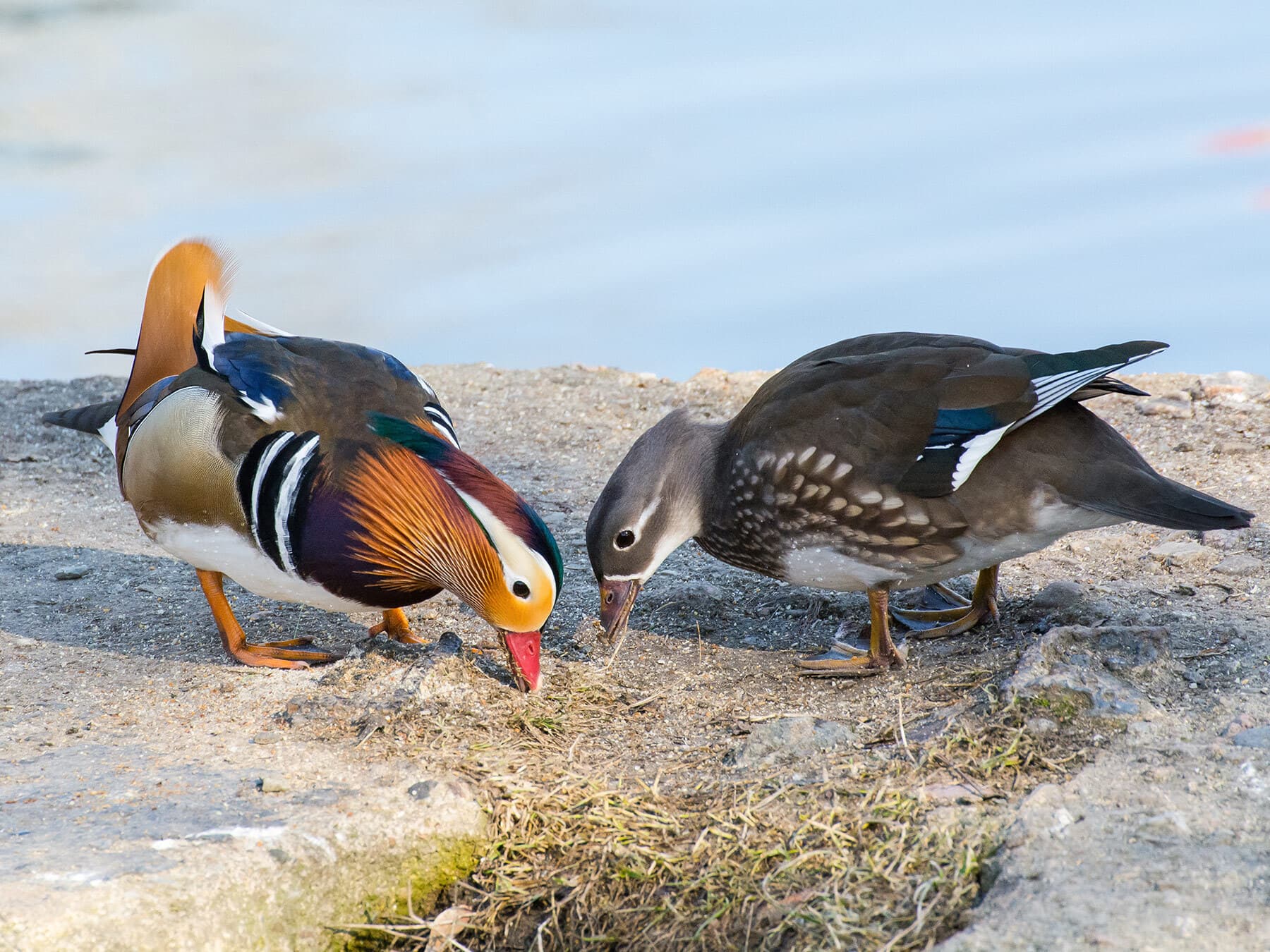 Male and female mandarin ducks