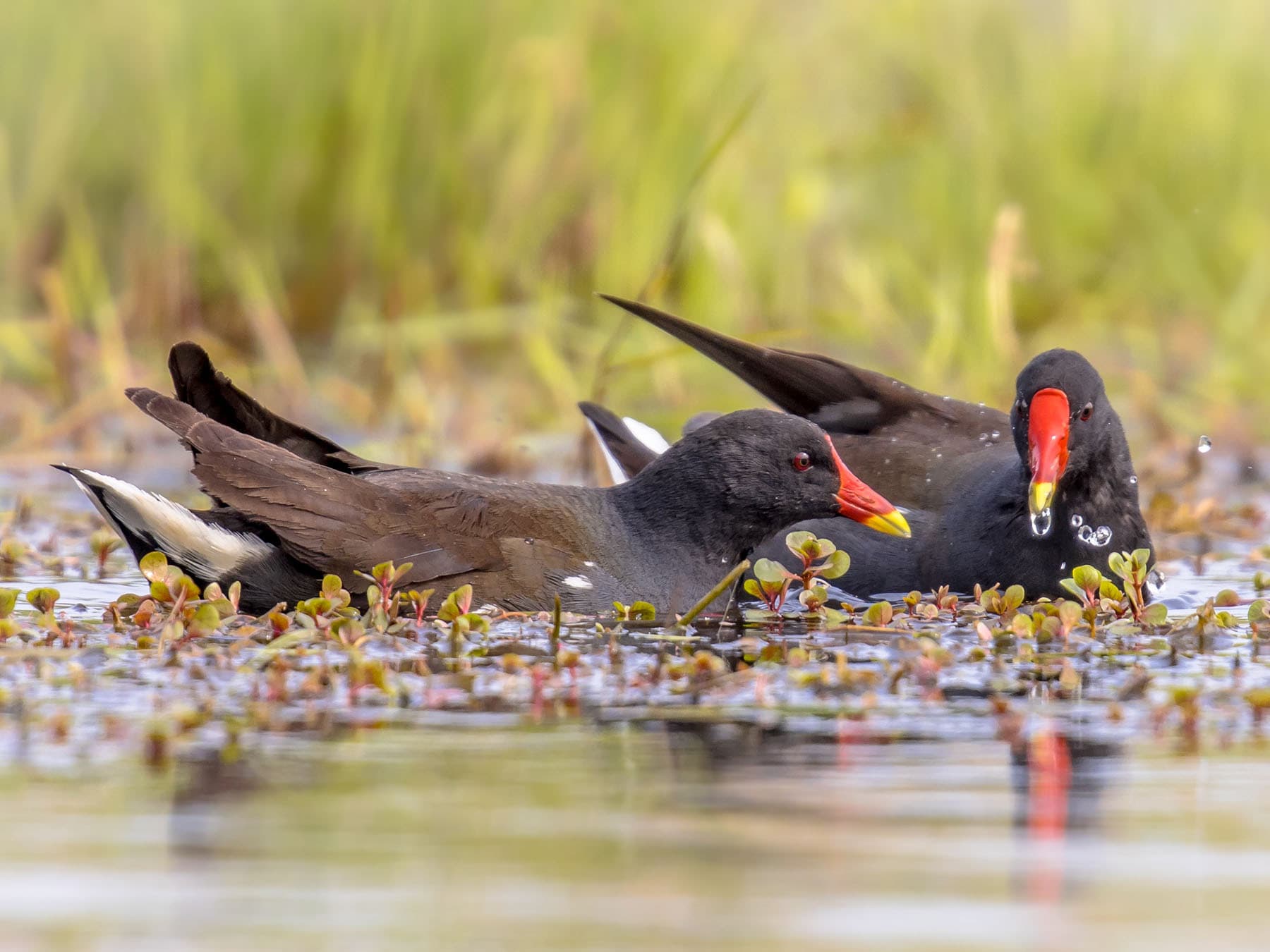 Male and female moorhens