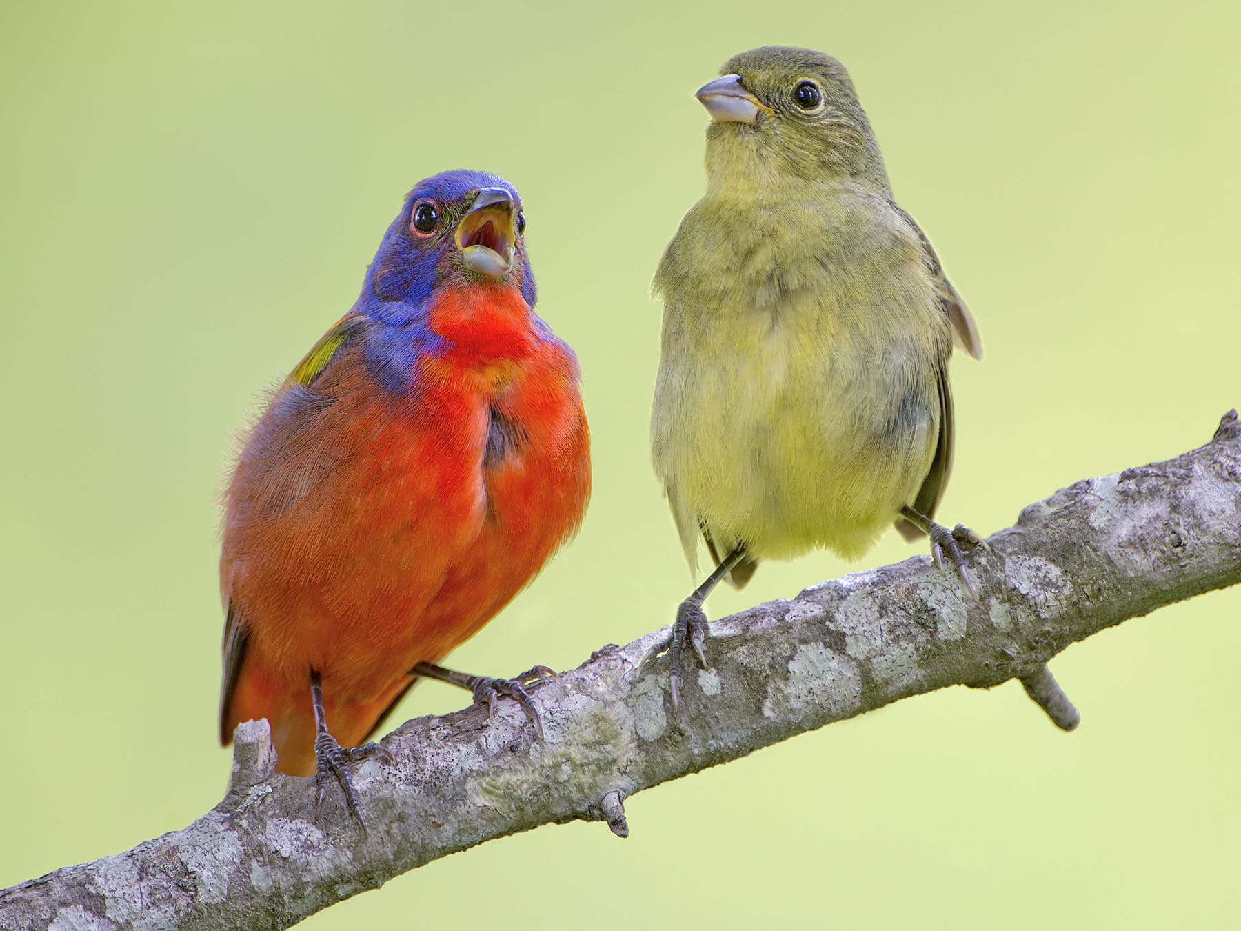 Male and female painted buntings