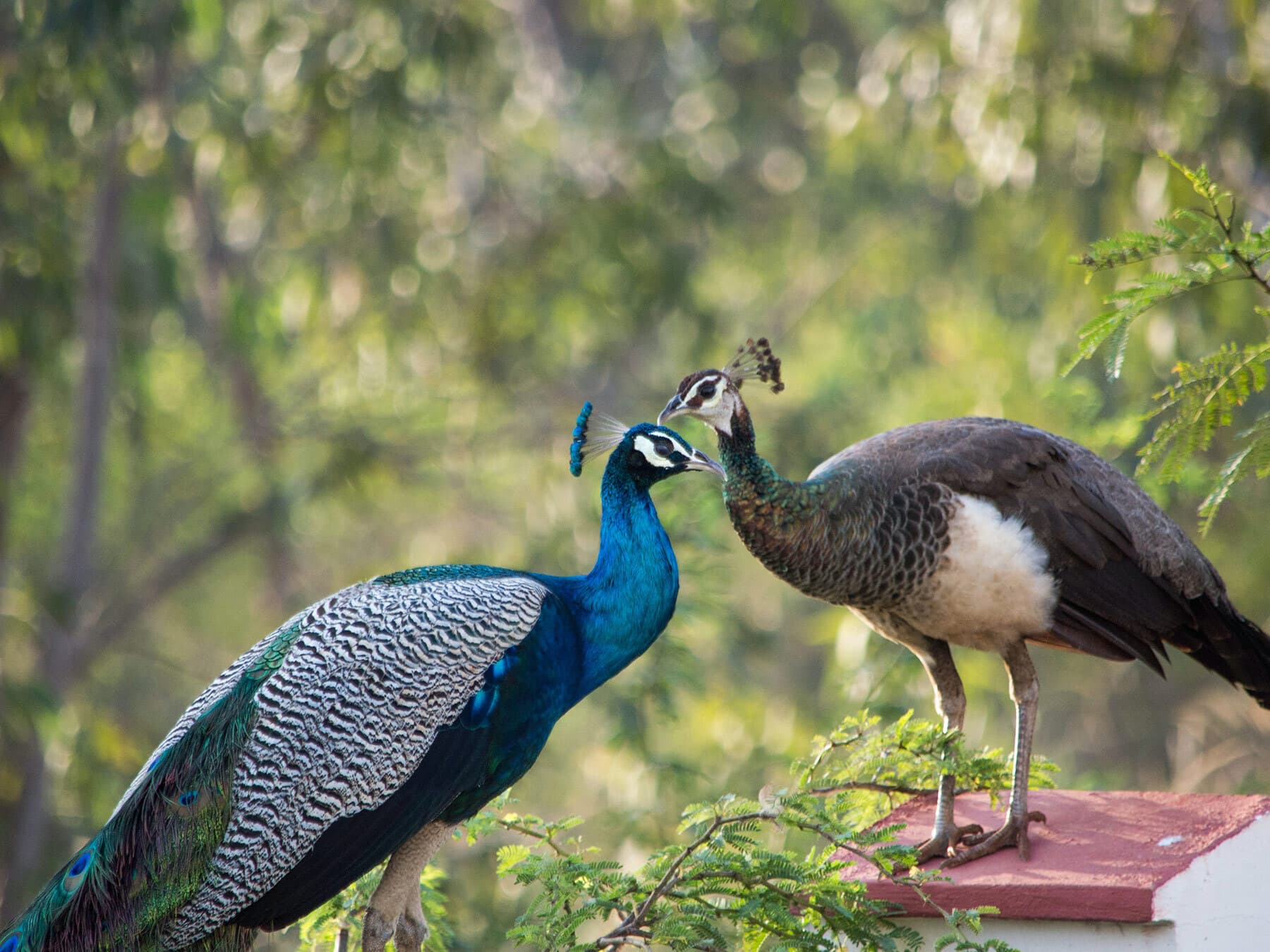 Male and female peacock