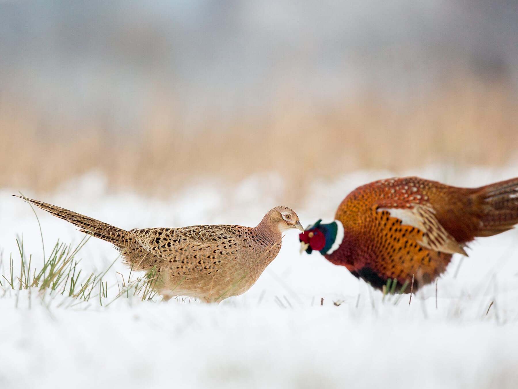 Male and female pheasant in winter