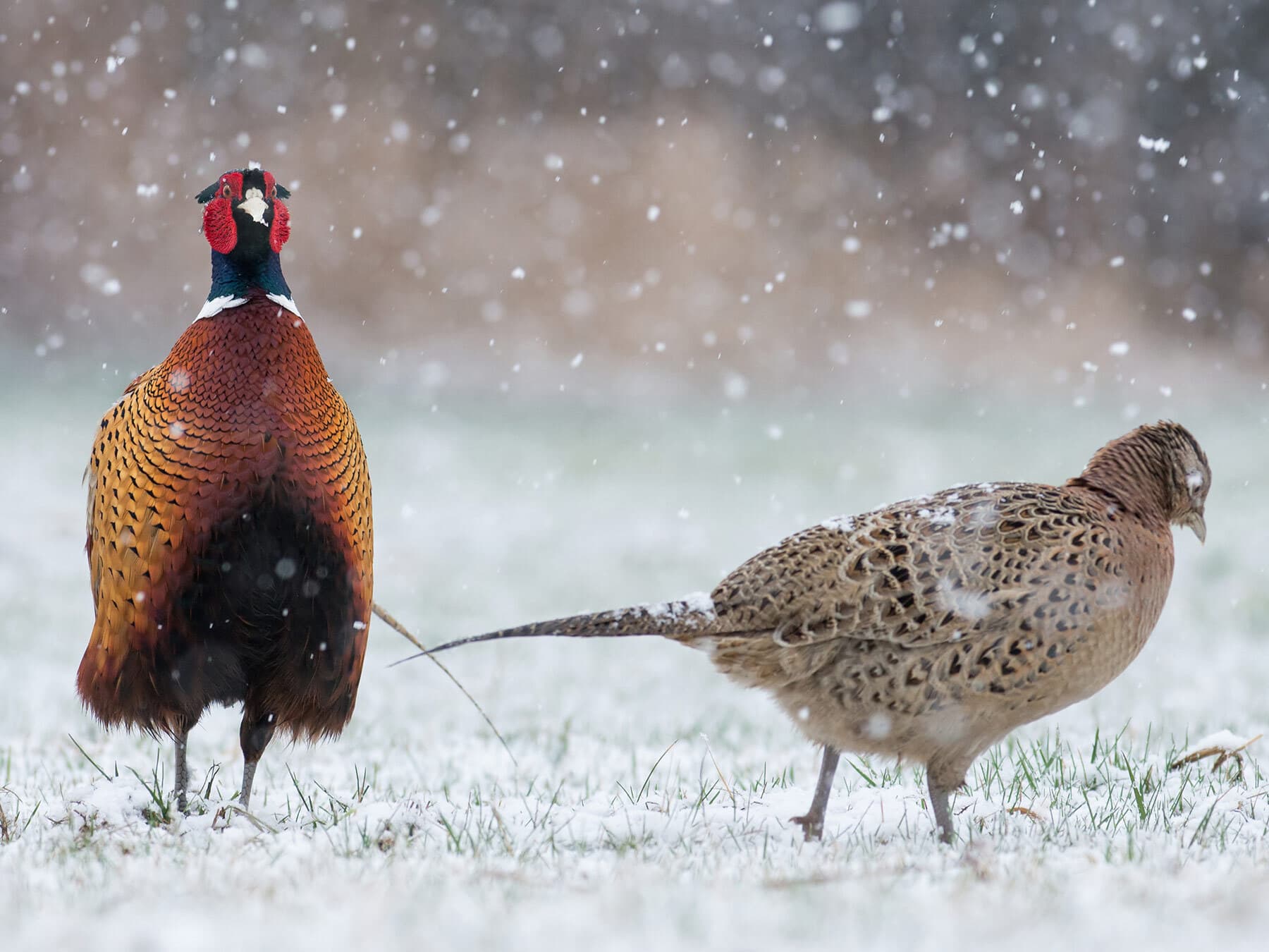 Male and female pheasants in winter