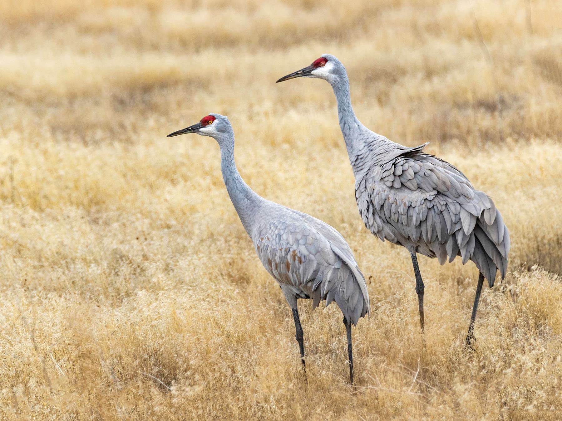 Male and female sandhill cranes