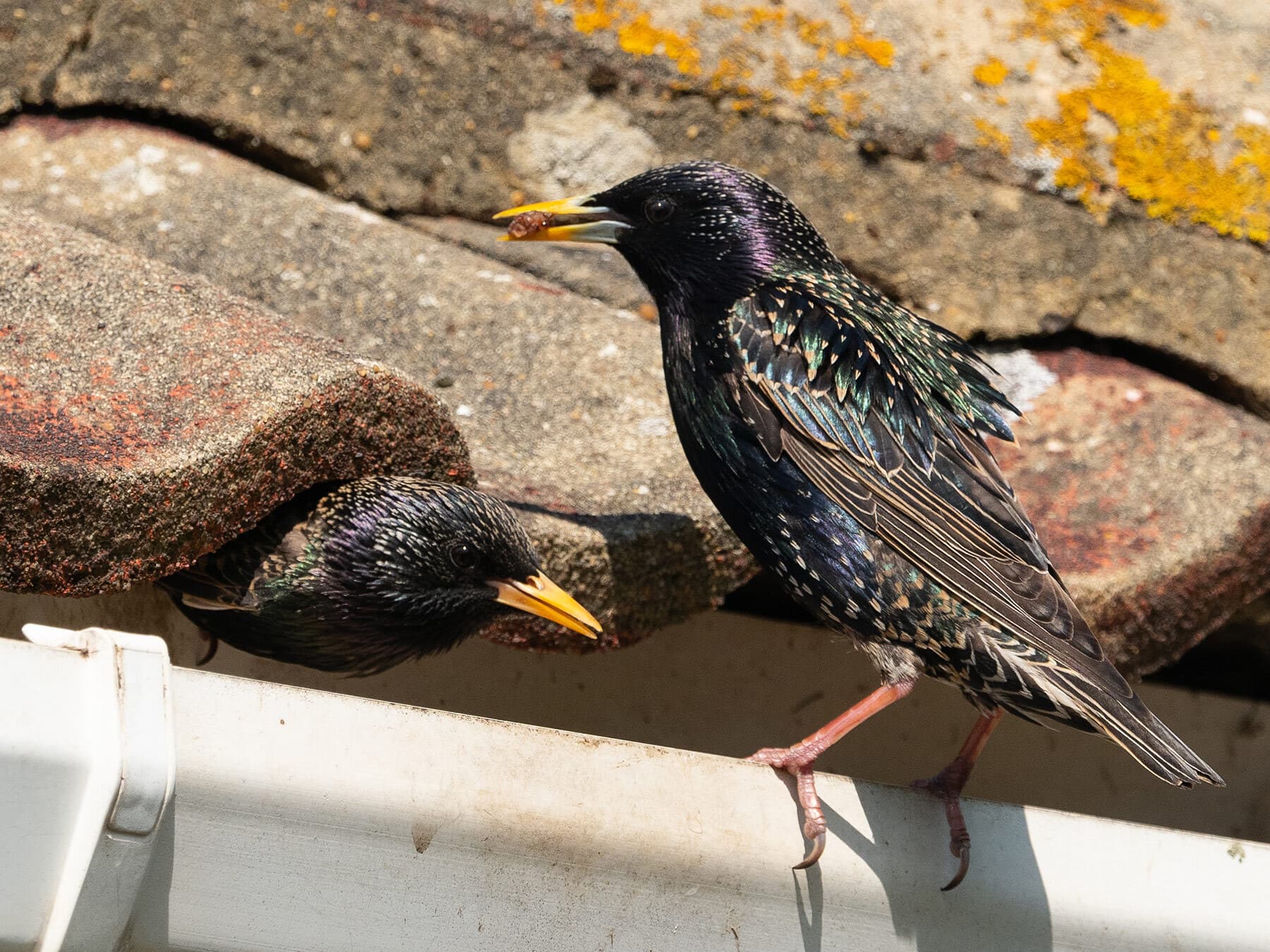 Male and female starlings
