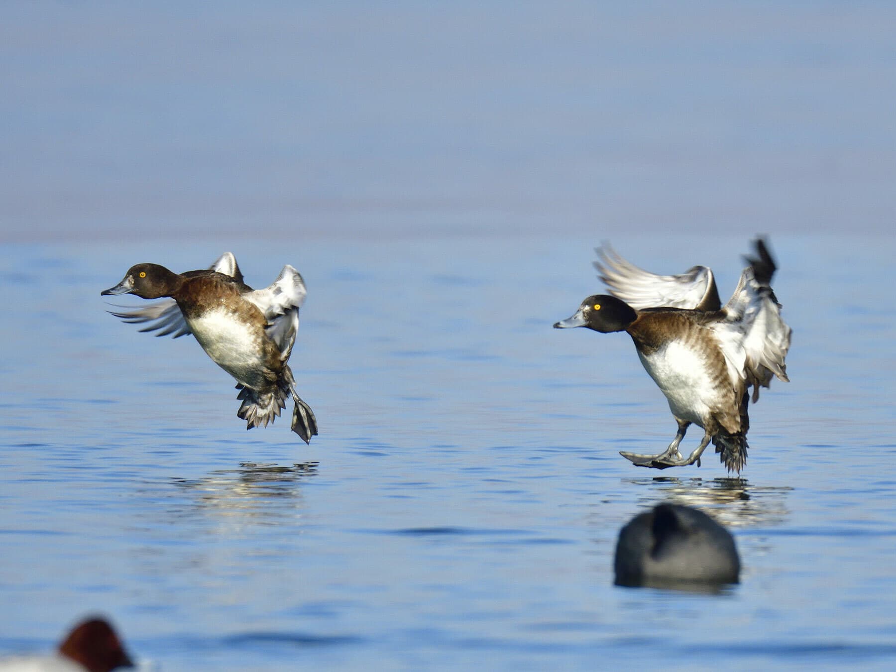 Male and female tufted ducks