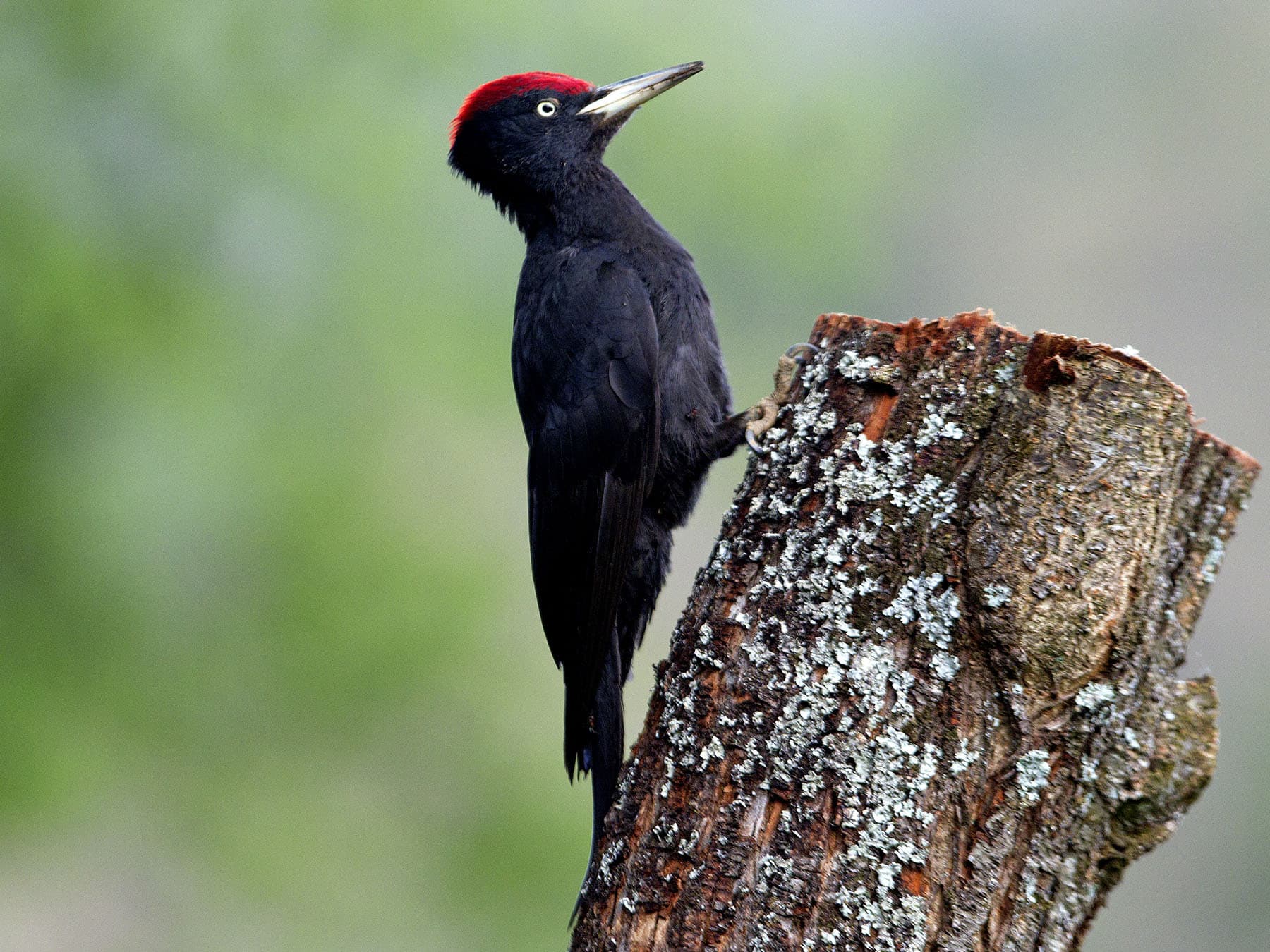 Male black woodpecker