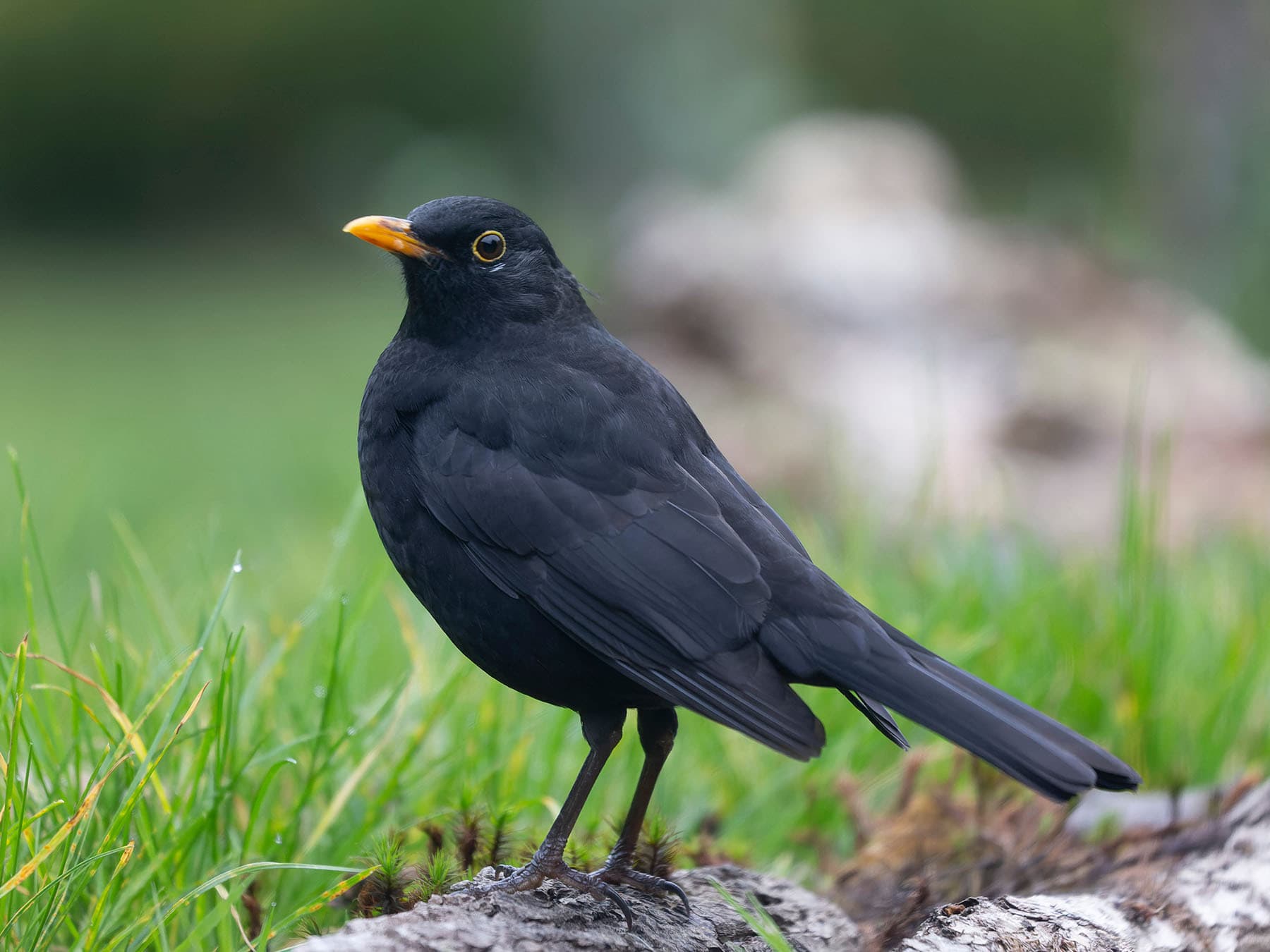 Male Blackbird