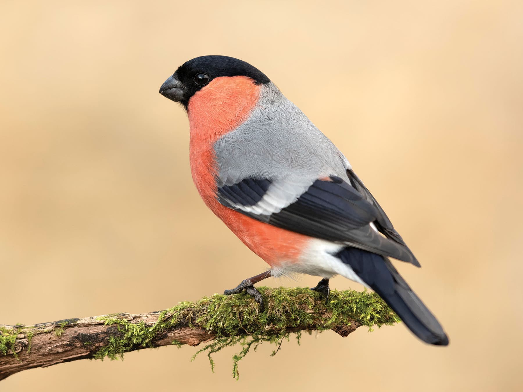 A male Bullfinch: black cap, deep pink breast, blue-grey back and one pale bar across the black wing