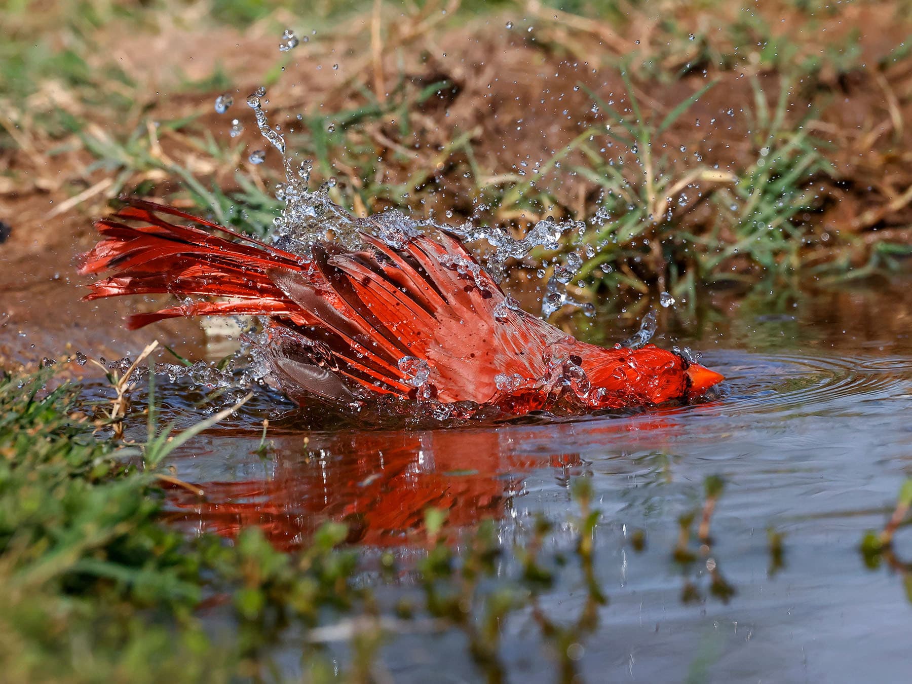 Male cardinal bathing