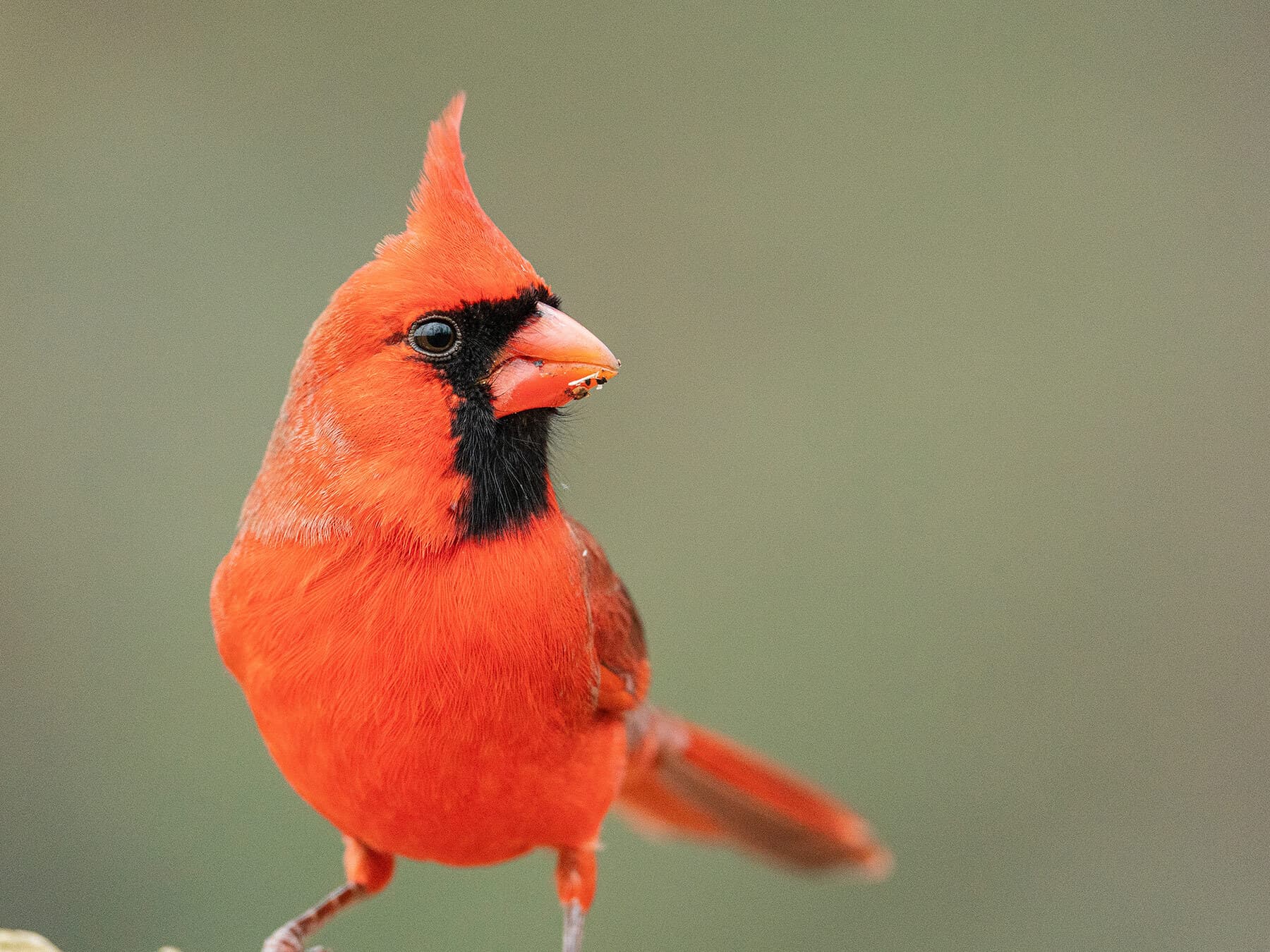 Male cardinal eating
