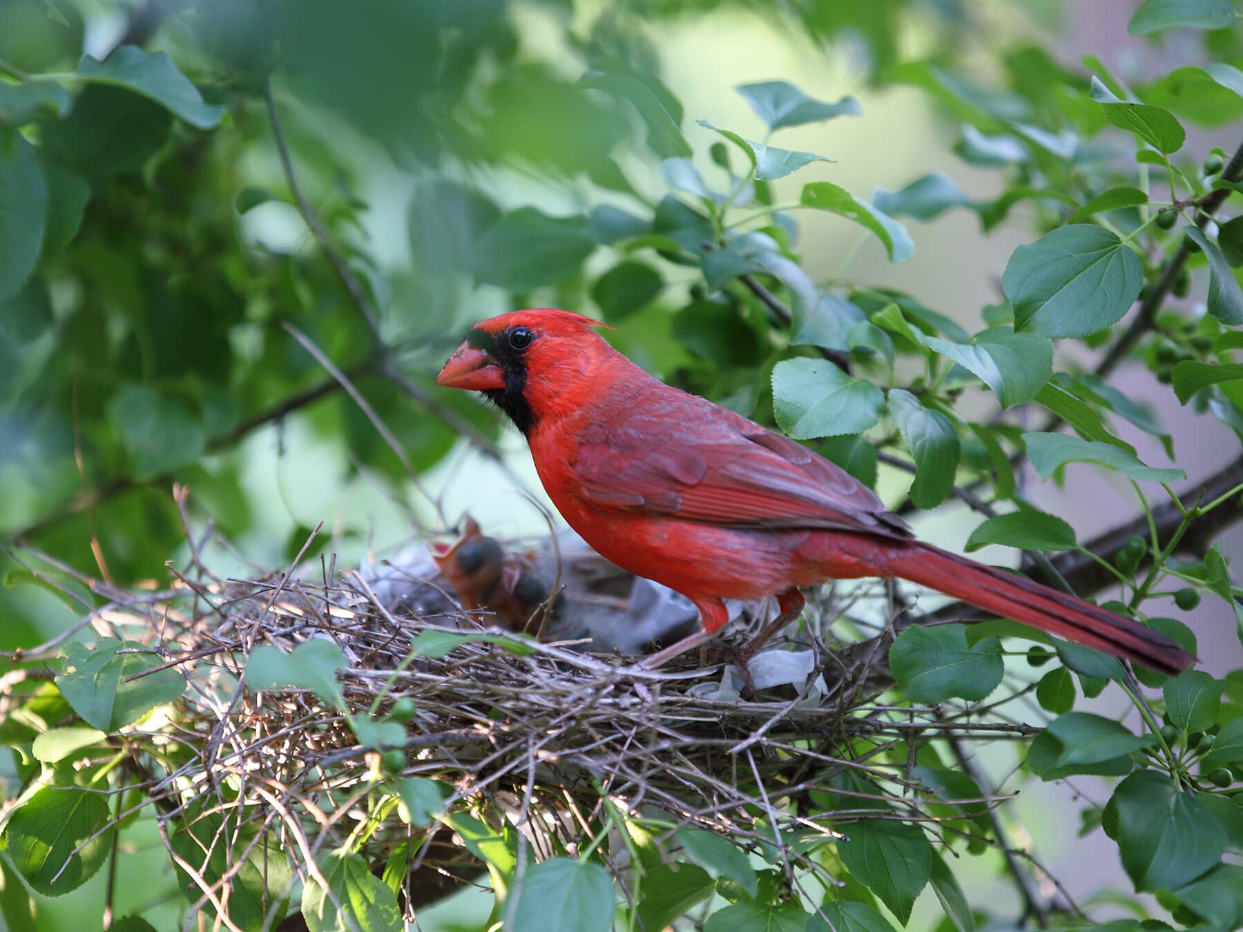 Male cardinal feeding chicks