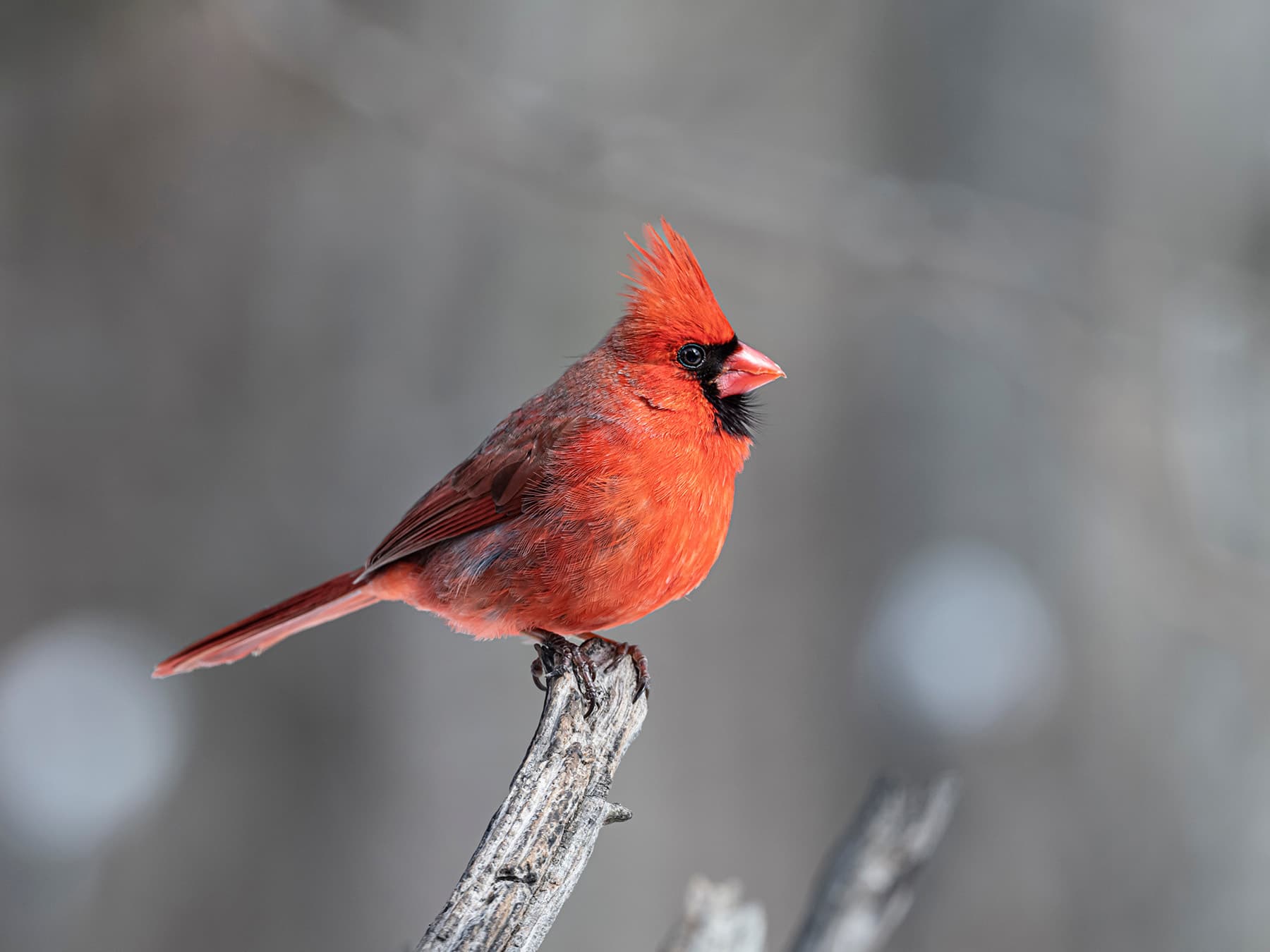 Male cardinal perched