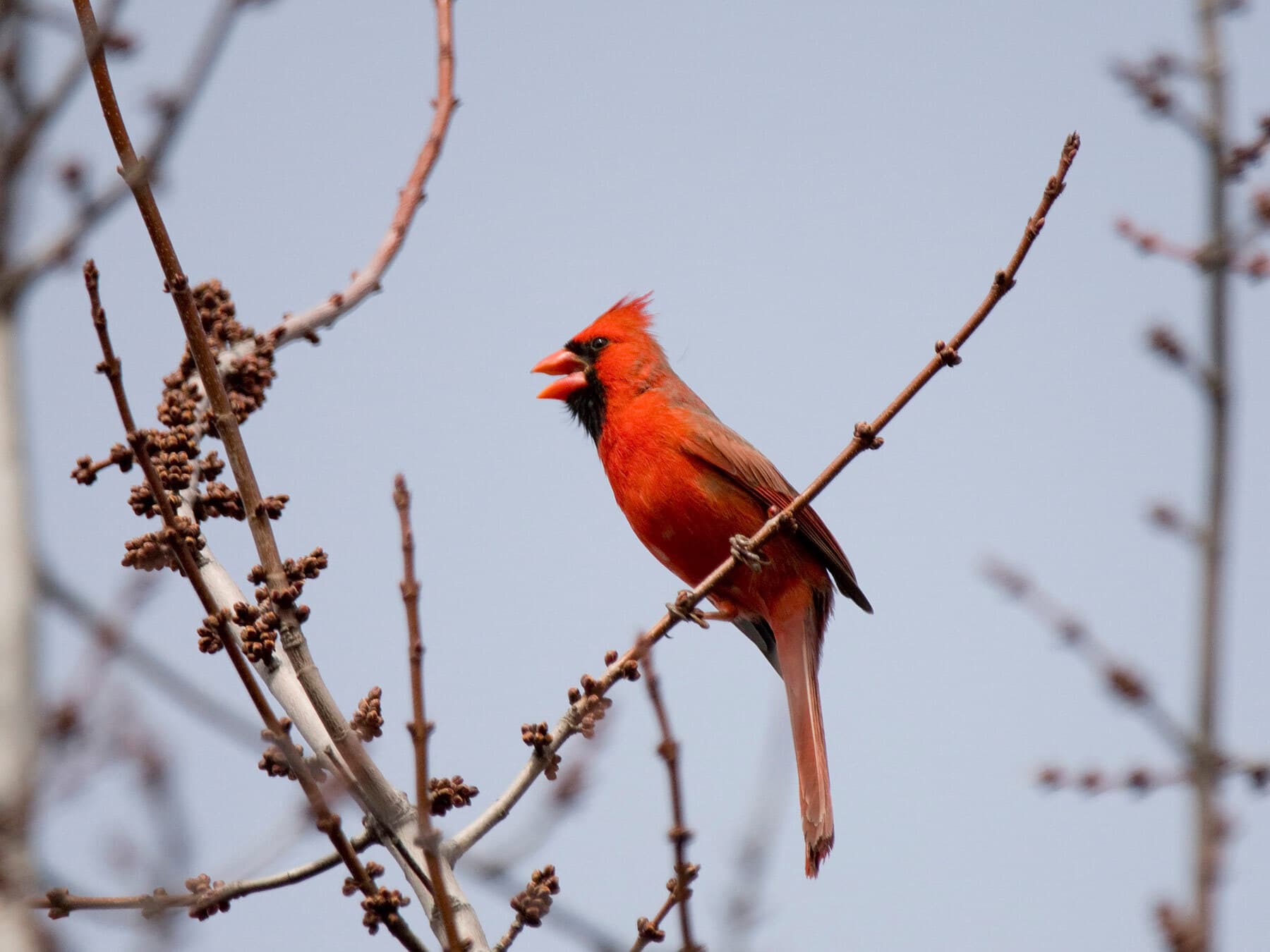 Male cardinal singing