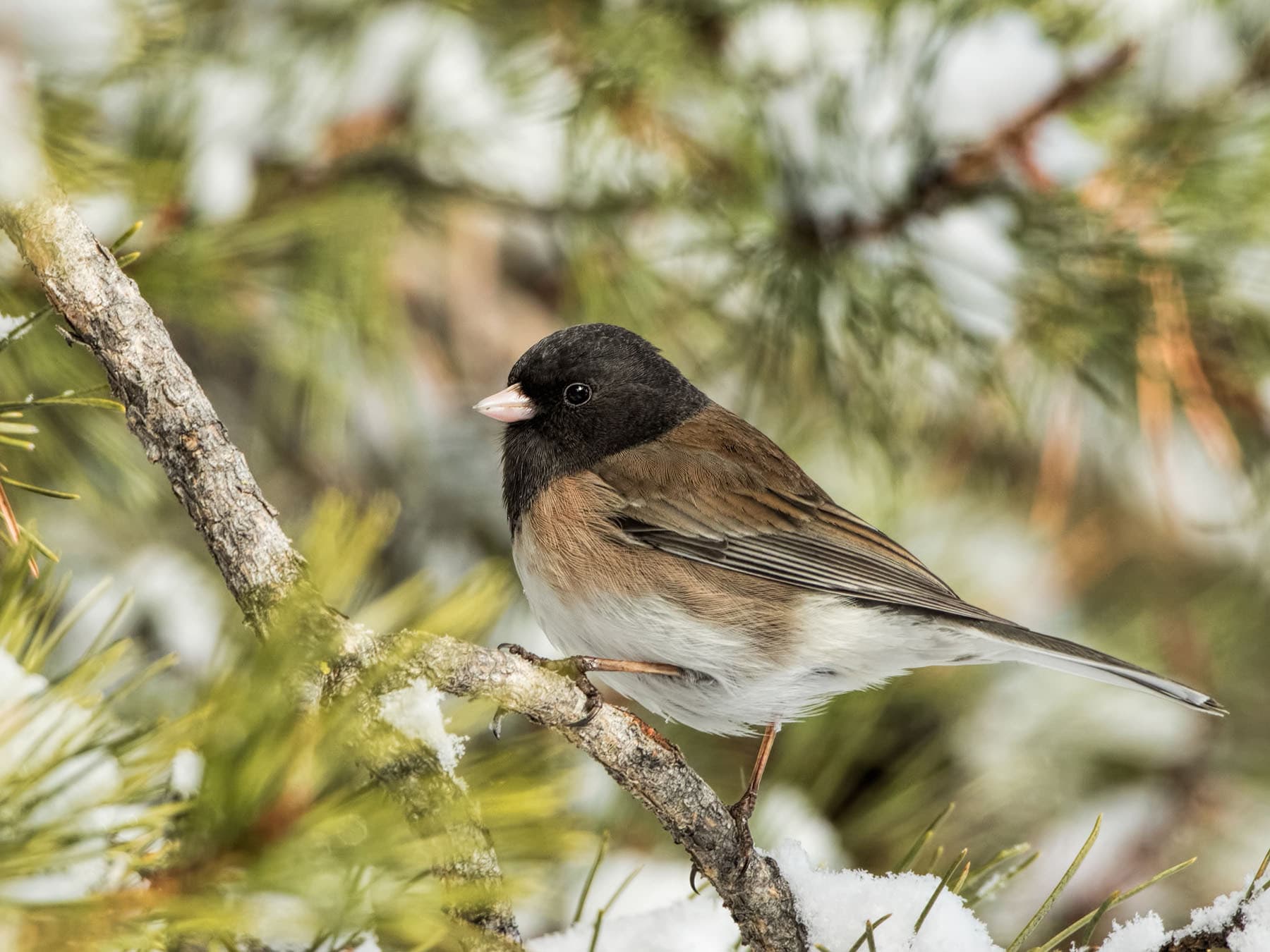 Male dark eyed junco 1