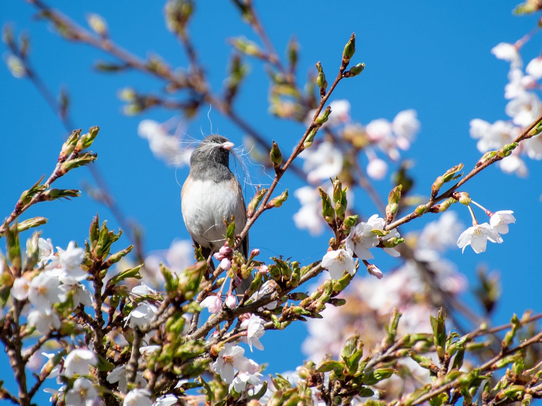 Male dark eyed junco nesting