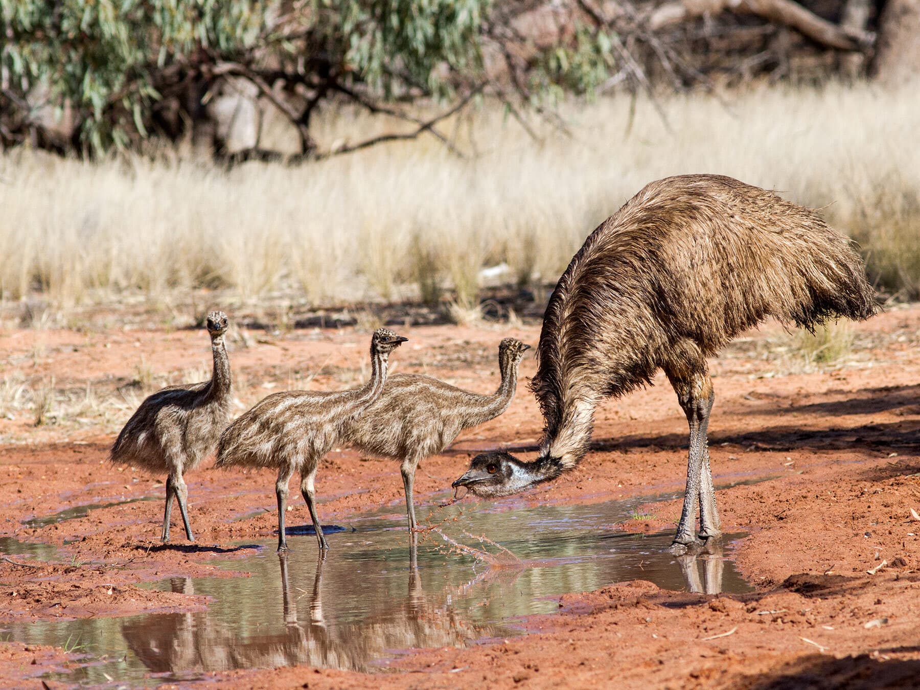 Male emu with chicks