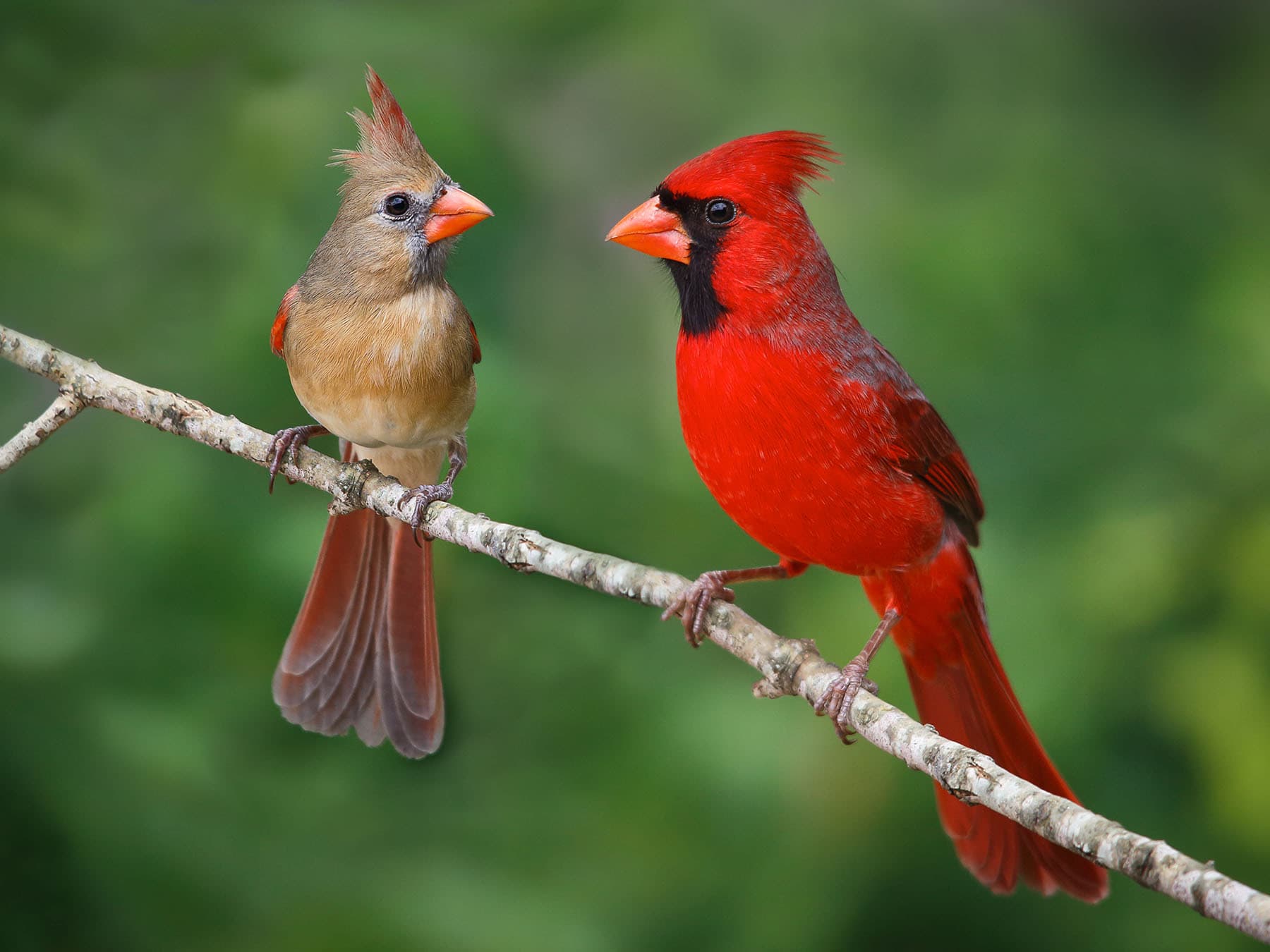Male female cardinals texas