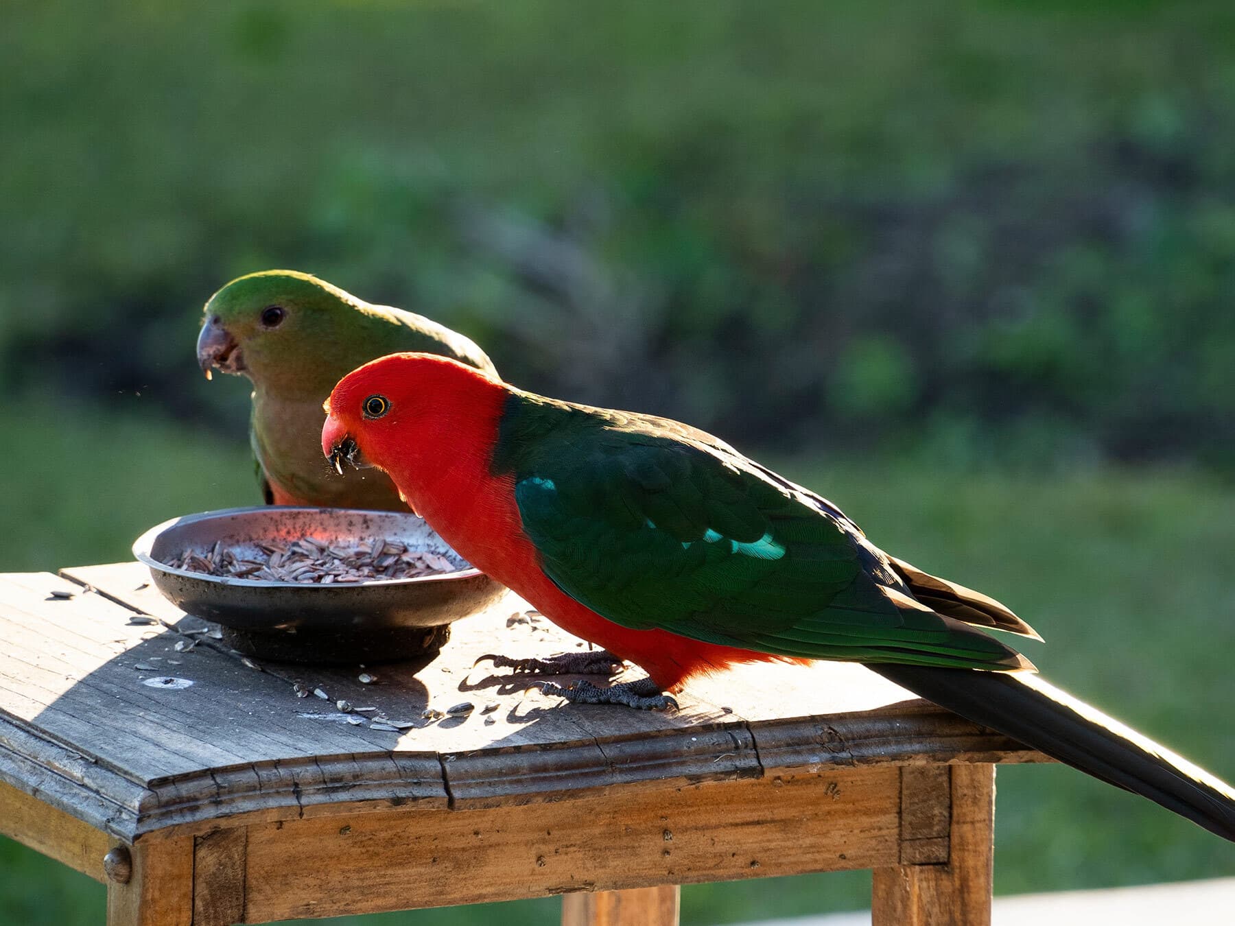 Male female king parrots feeding
