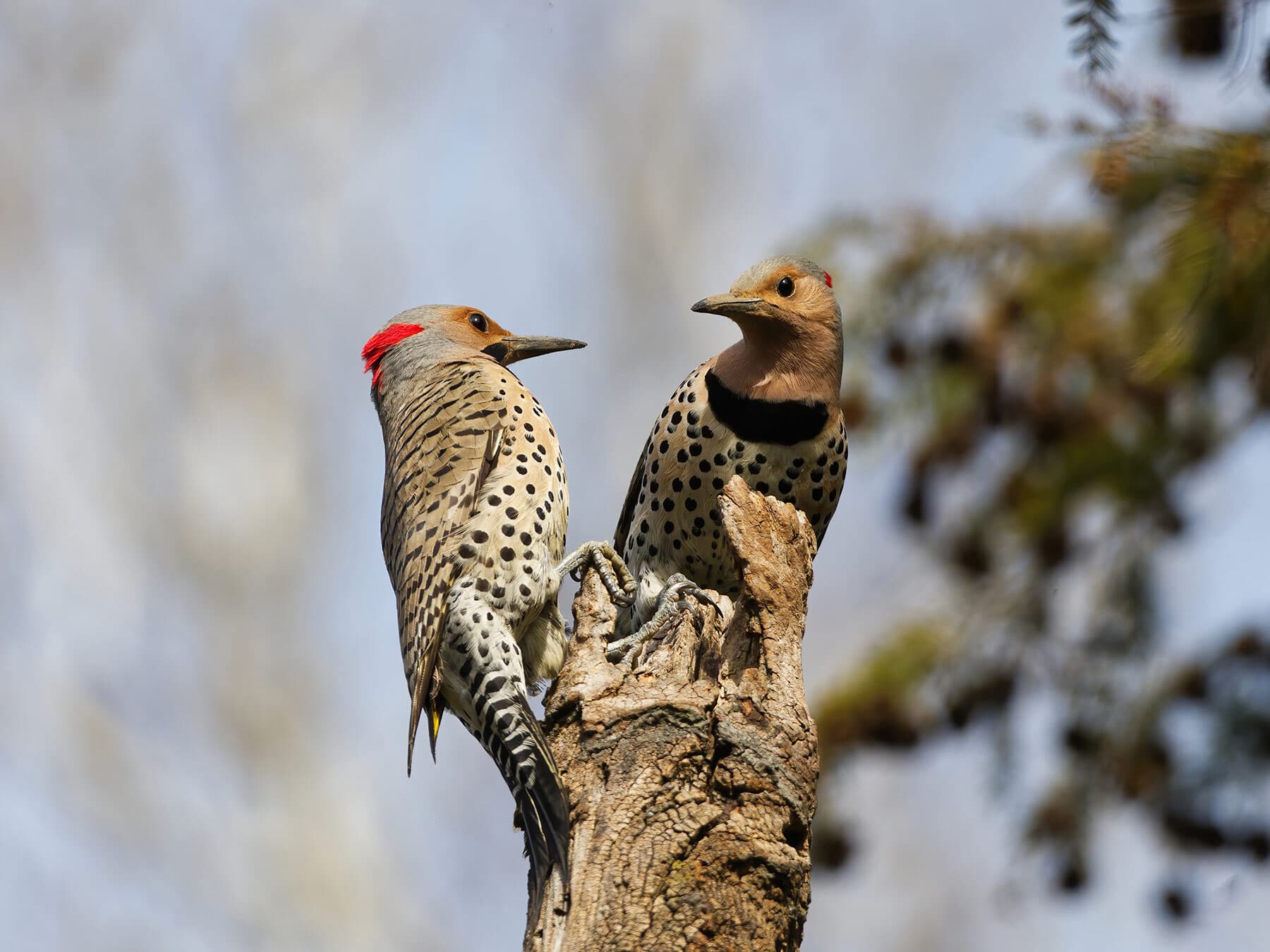 Male female northern flicker