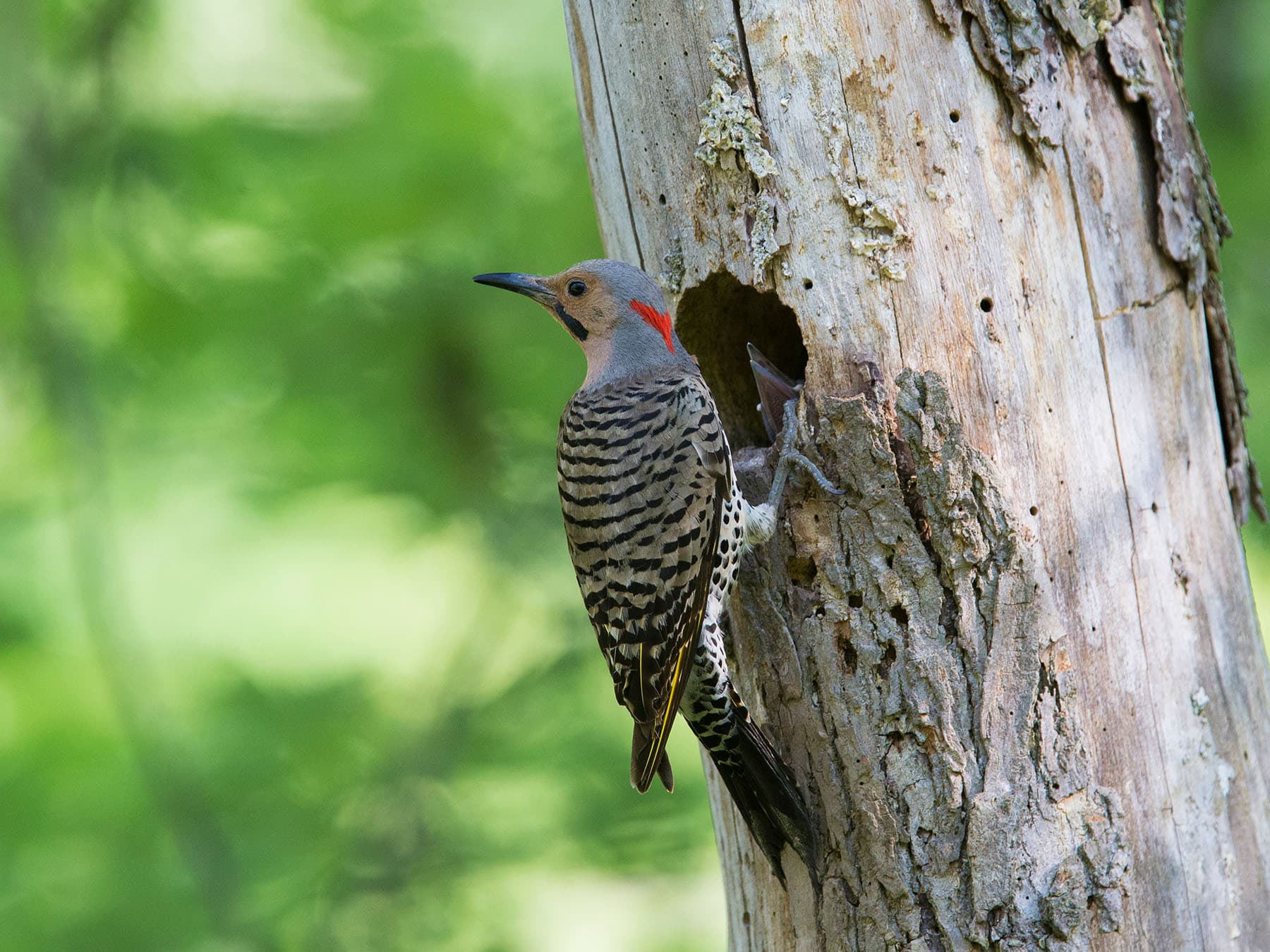 Male flicker at nest