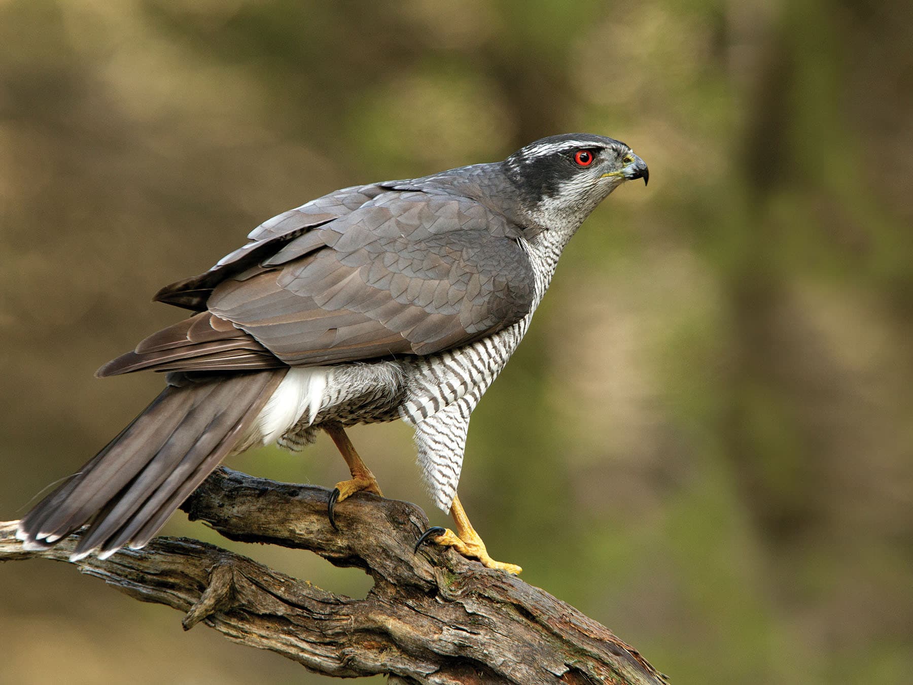 Male Goshawk
