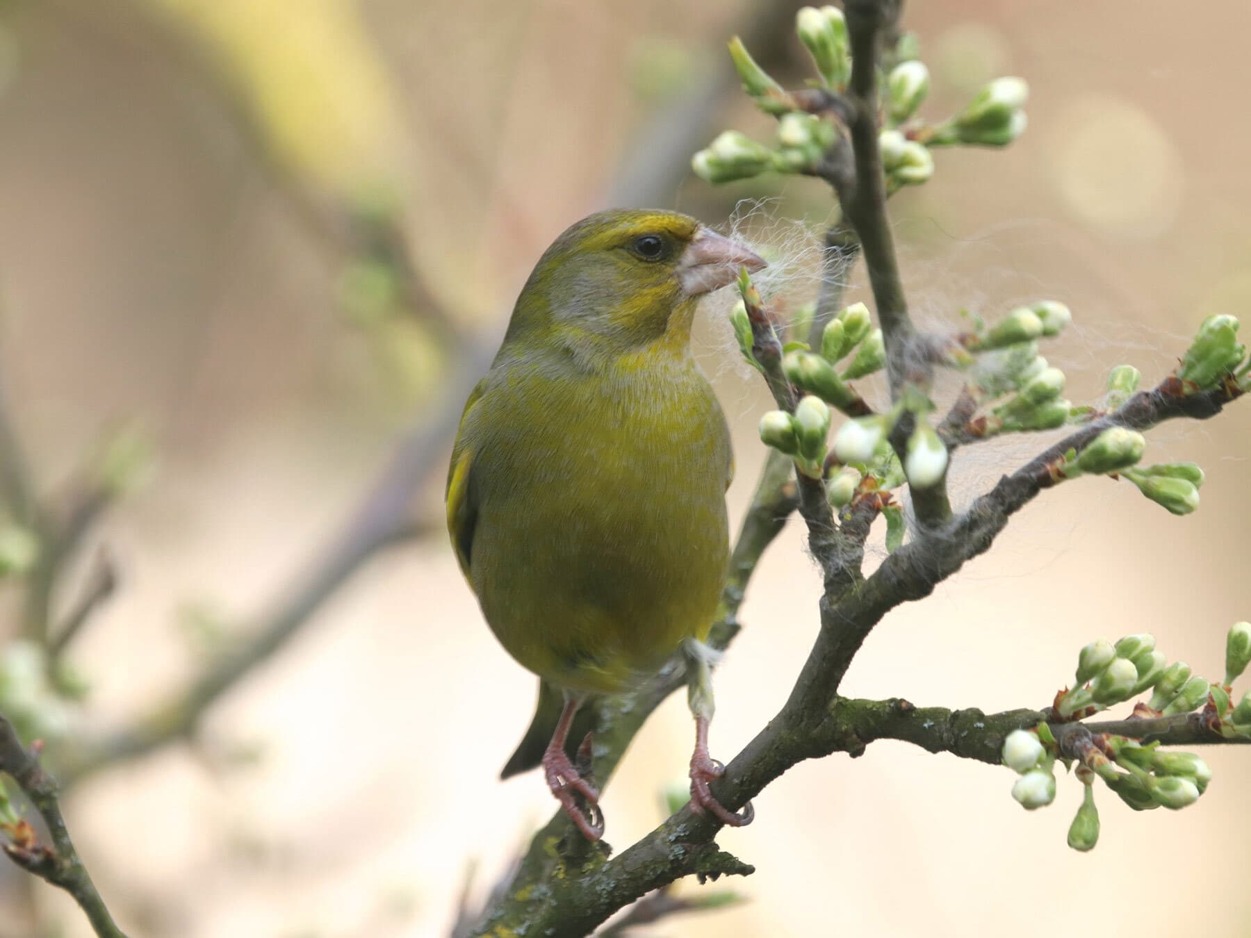 Male greenfinch nesting
