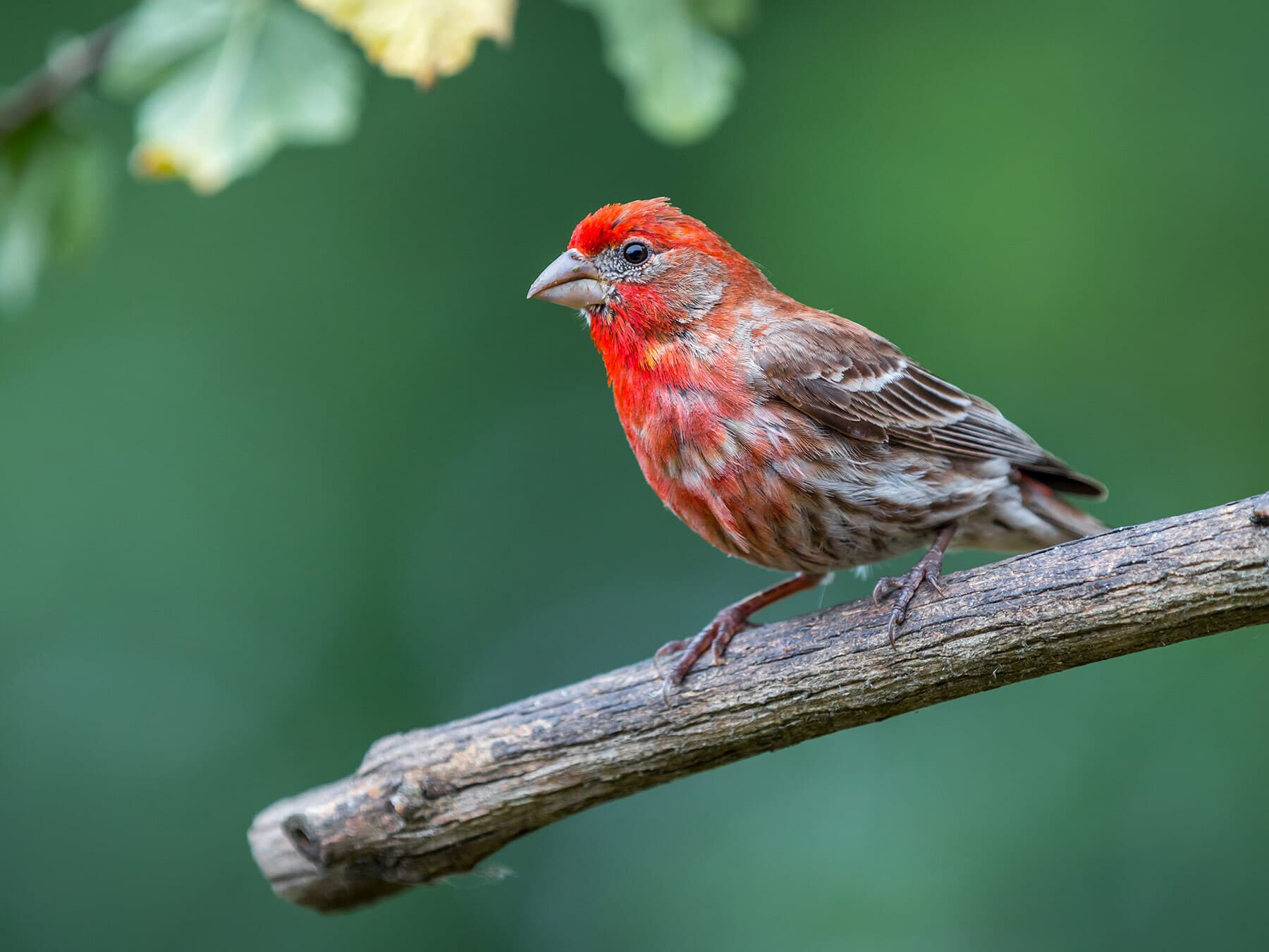 A male House Finch: red forehead, eyebrow, throat and breast, and brown streaks on the flanks