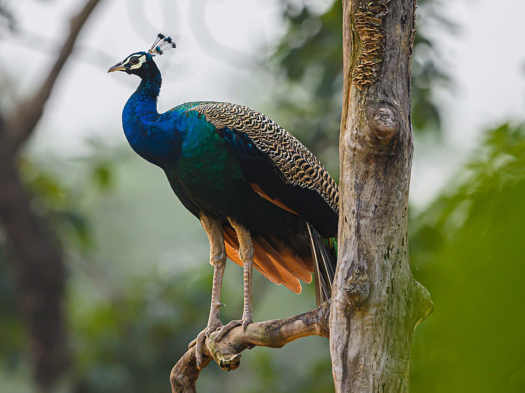 Male indian peafowl