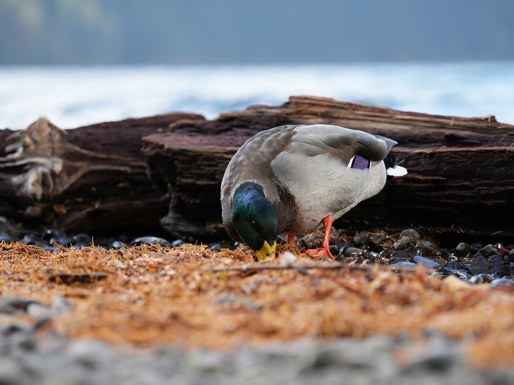 Male mallard foraging