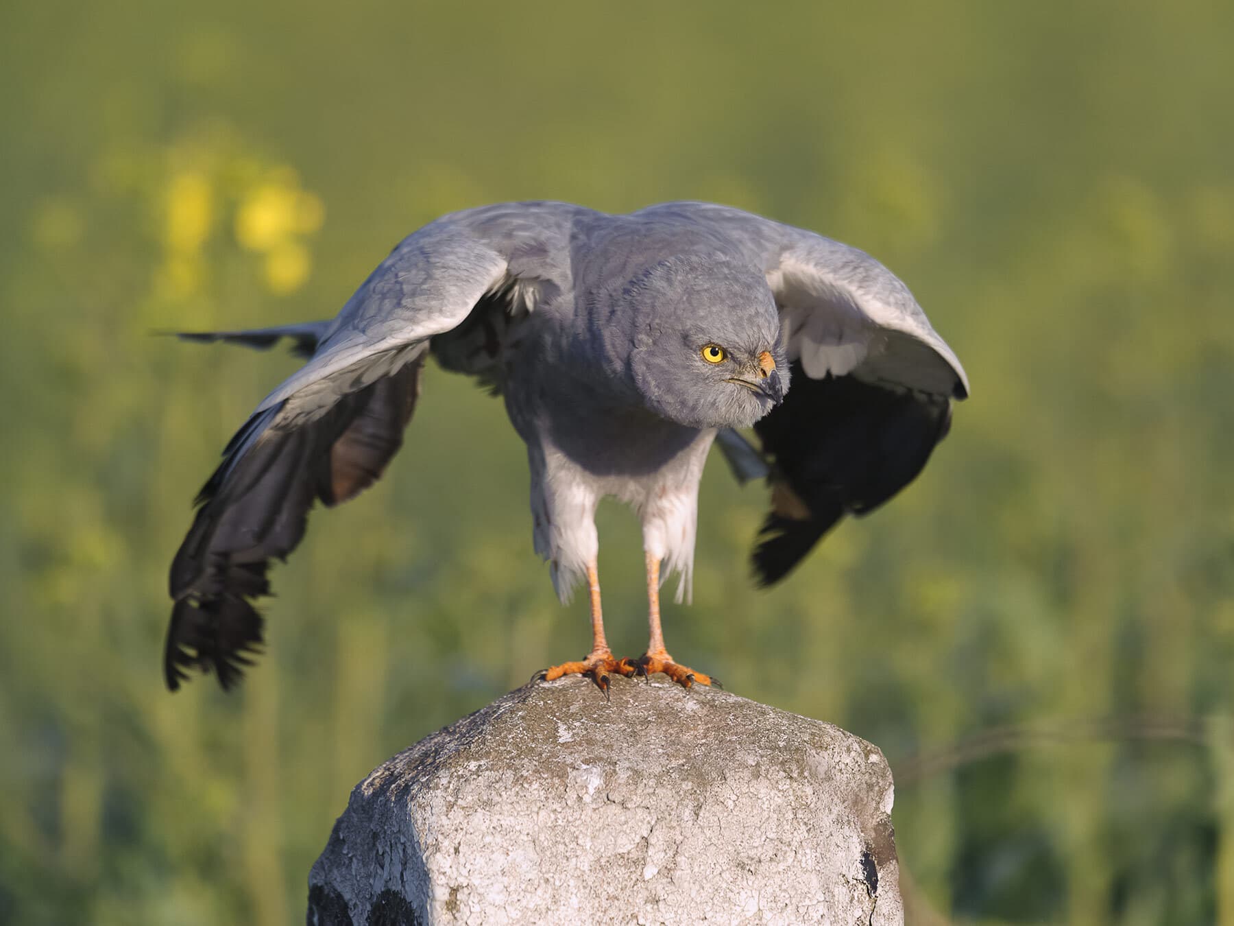 Close up of a male Montagu's Harrier