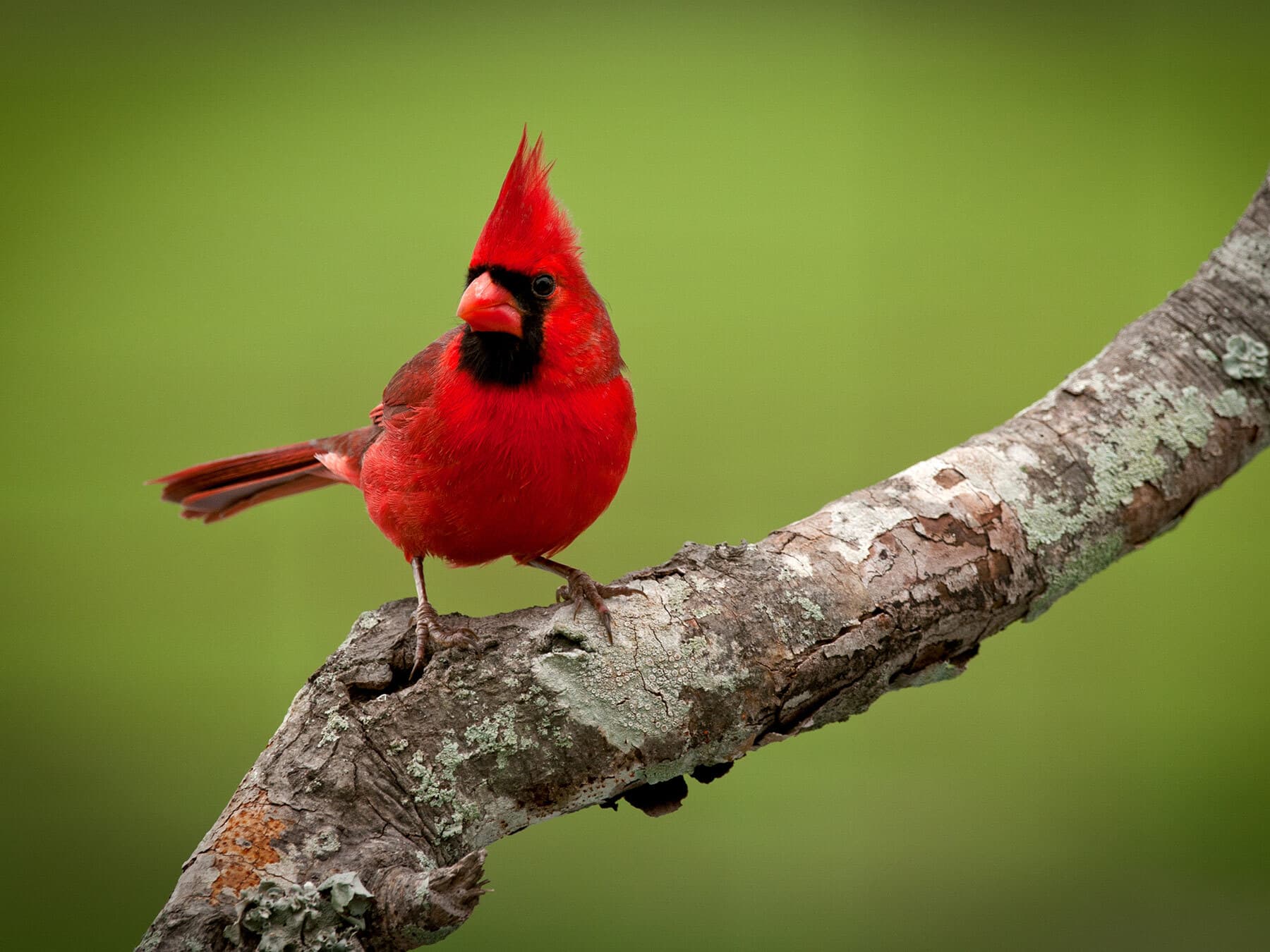 An adult male Northern Cardinal on a branch